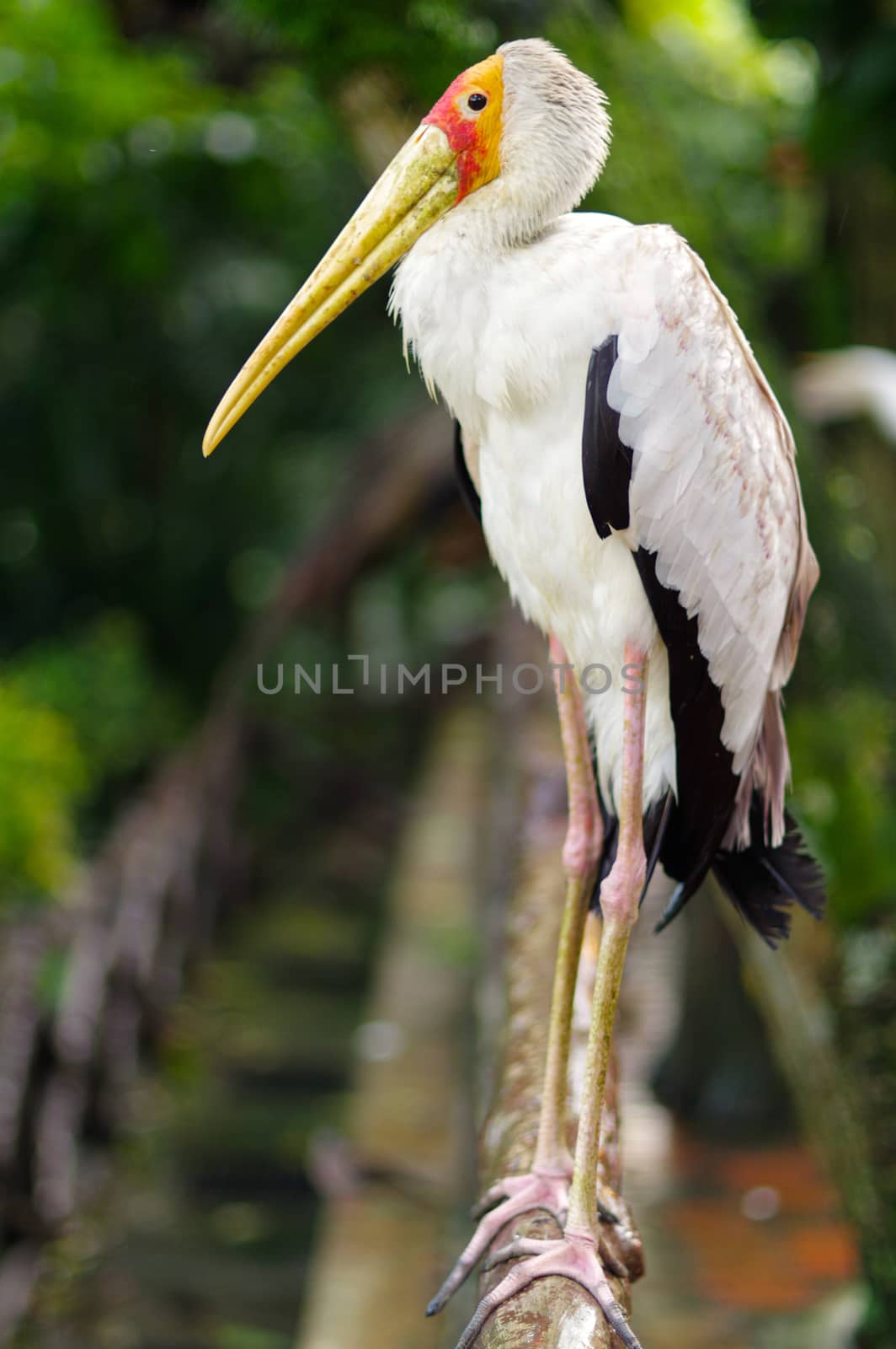 a white stork sitting on bridge railings ciconia at rainy day.