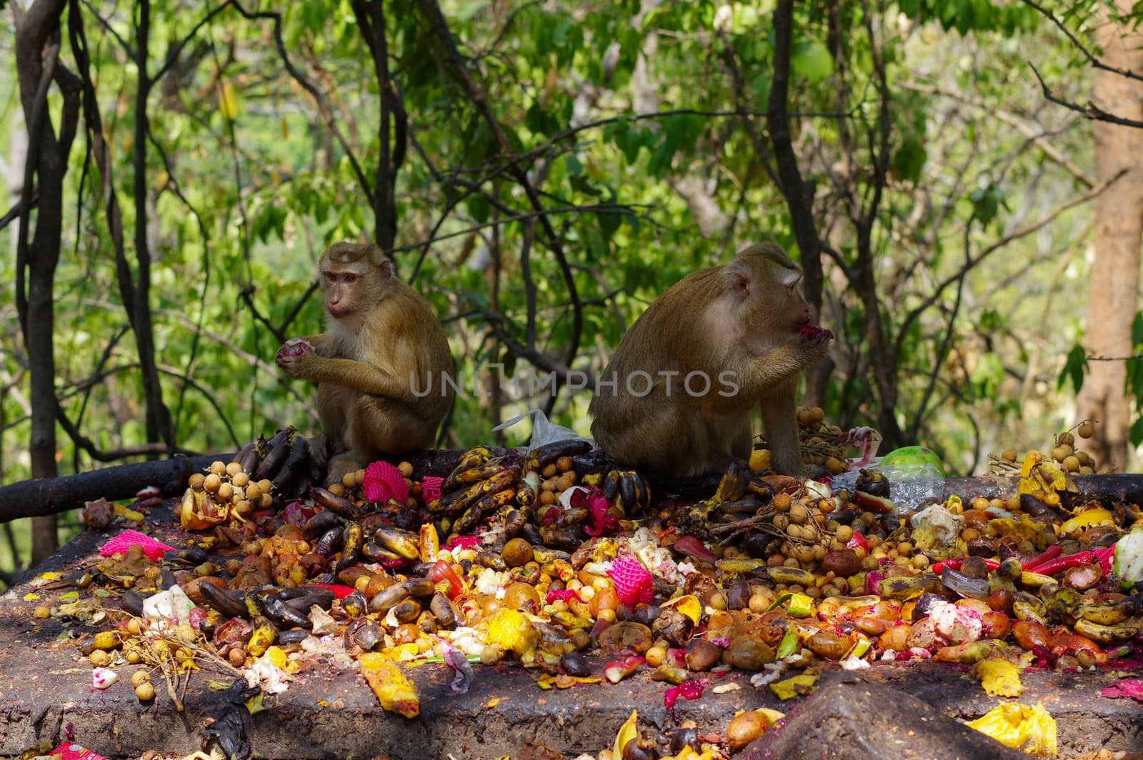 A macaca monkey family eating lot of fruits, Phuket Thailand.