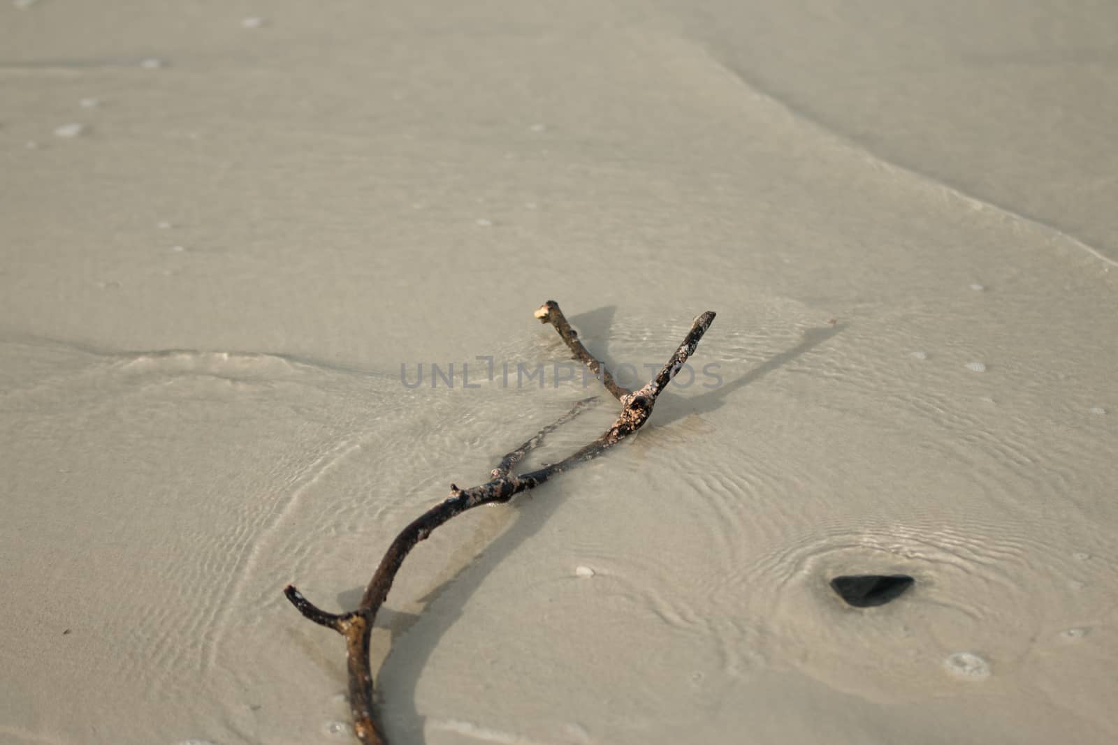 a small portion of dead branch on the sandy beach. feeling.