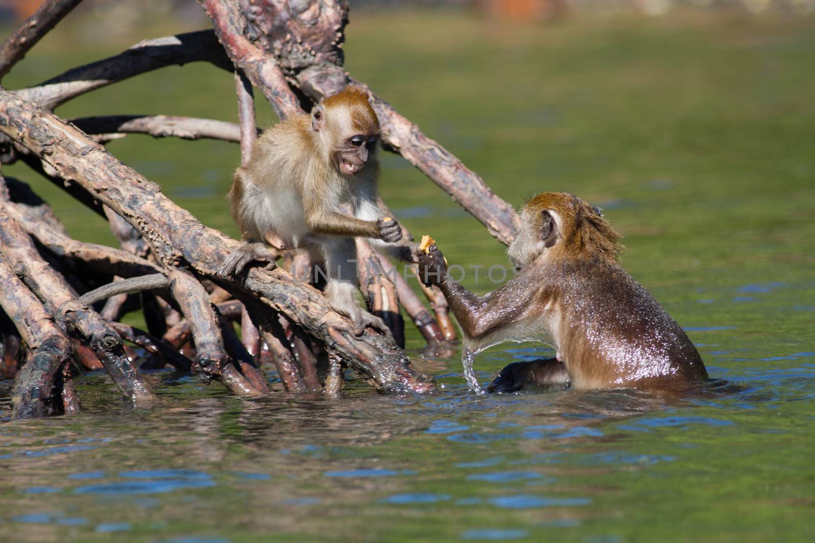 A juvenile Macaque receiving food from its mother with a grin on it face.