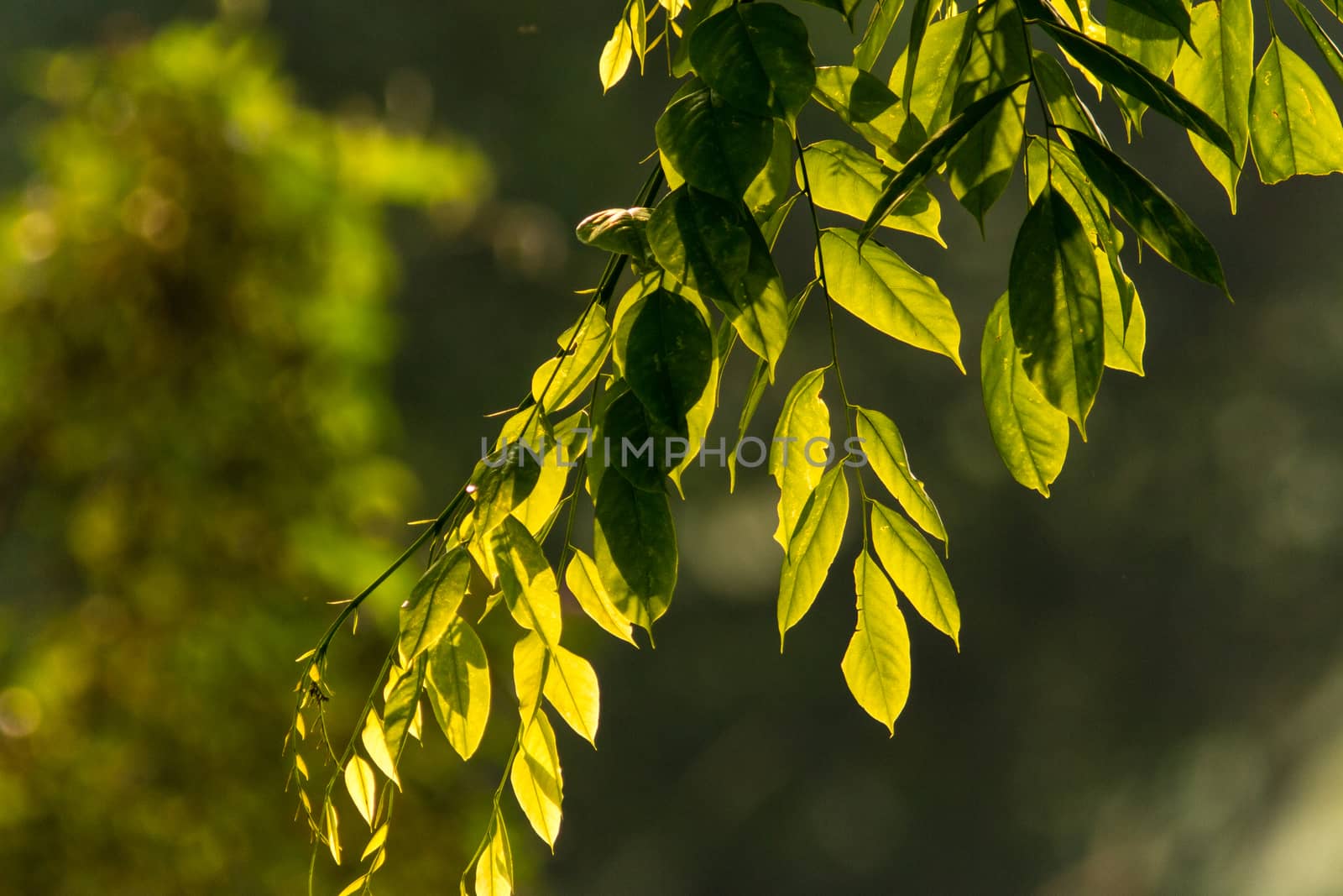 Green Back-Lighted Foliage by azamshah72
