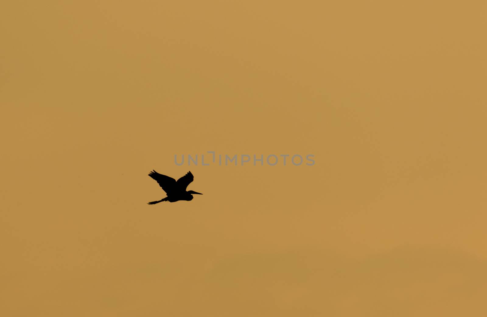 Egret Flying in Silhouette by azamshah72
