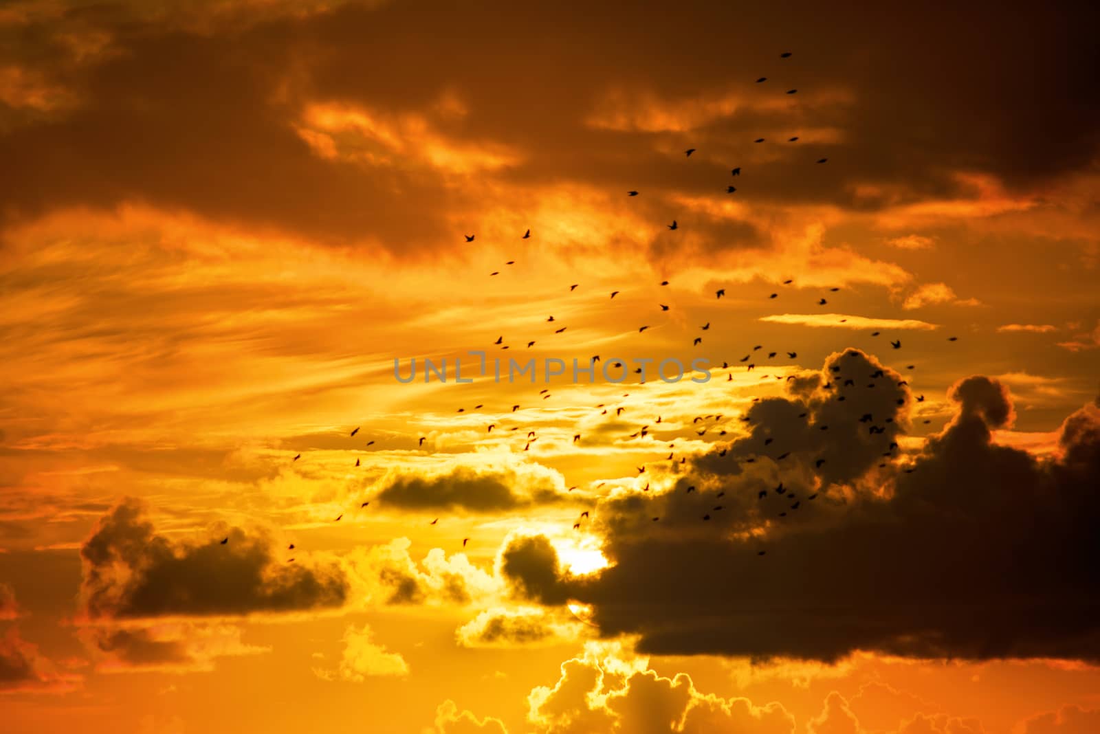 flocks of starlings flying into an orange sunset sky by morrbyte