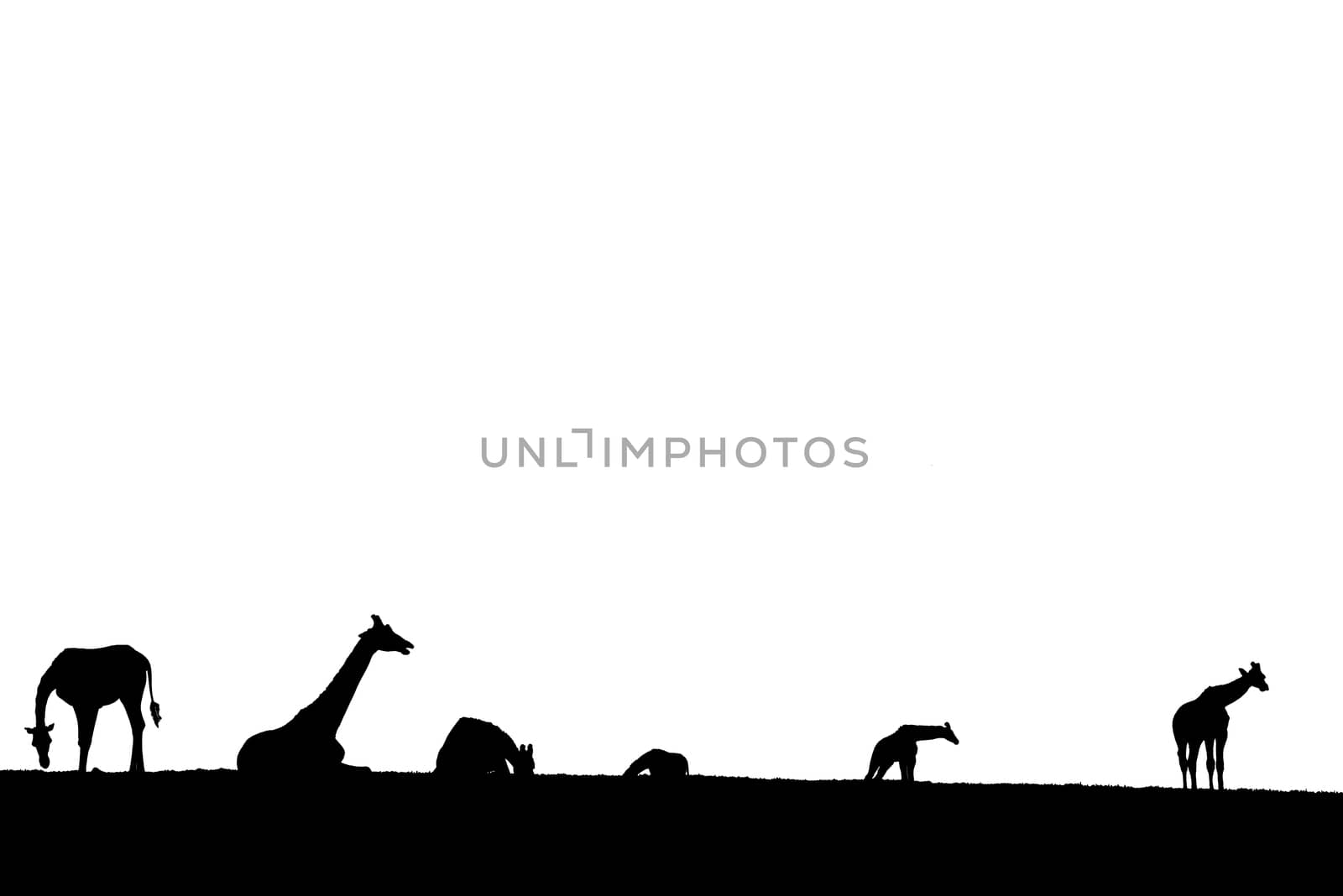 giraffes on the horizon in silhouette by morrbyte