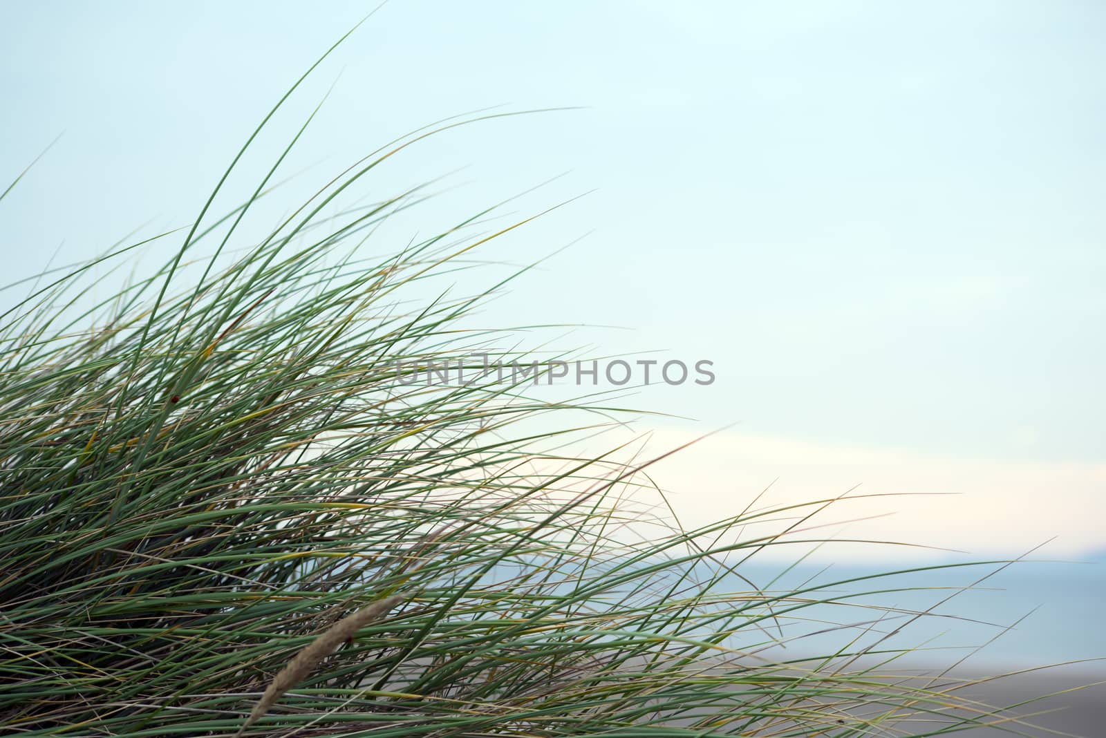 green wild dune grass in beal kerry by morrbyte