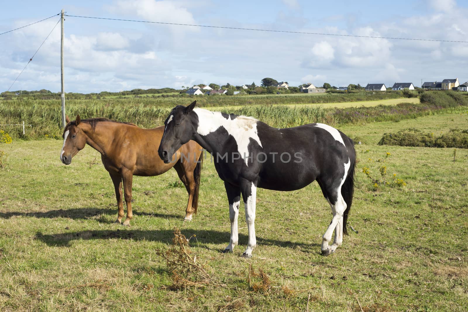 horses in a field near to the river shannon by morrbyte