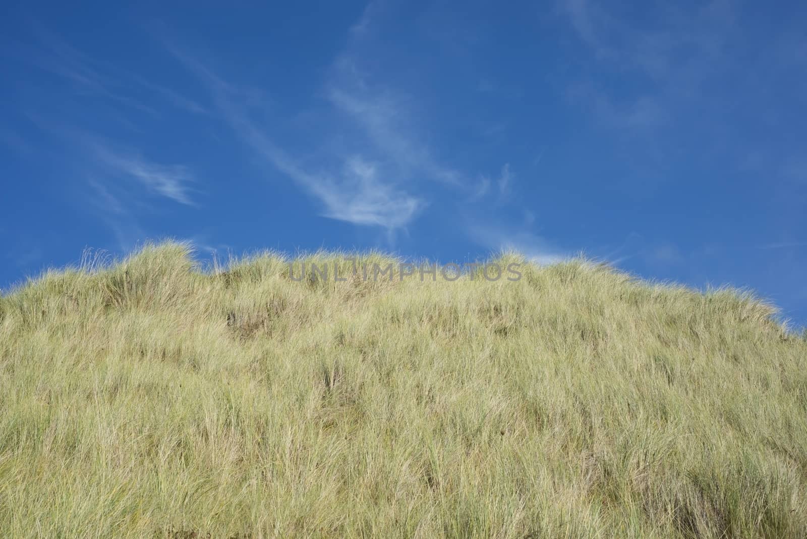 large green sand dunes on the ballybunion golf course in ireland