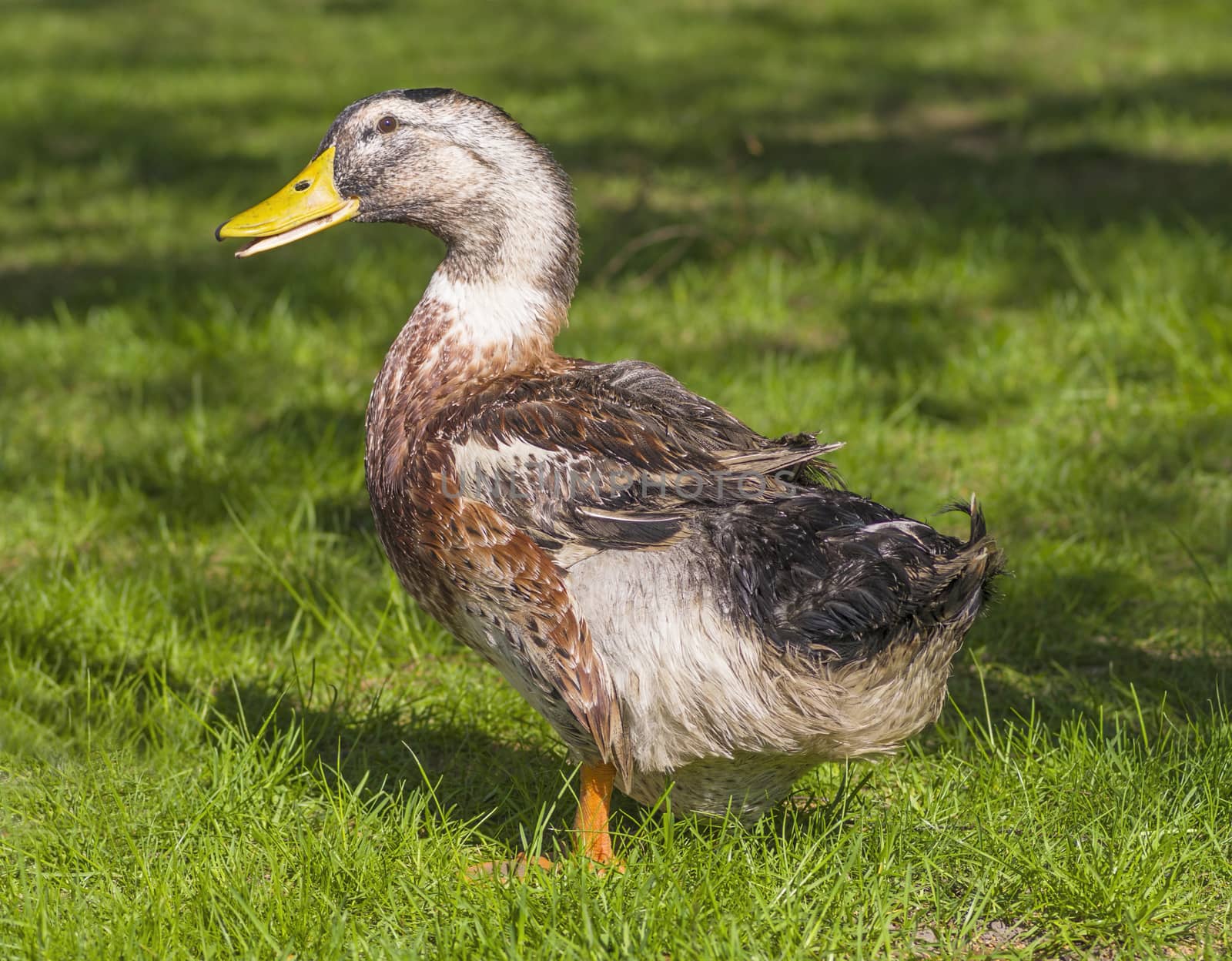 domestic goose with a yellow beak walking on green grass