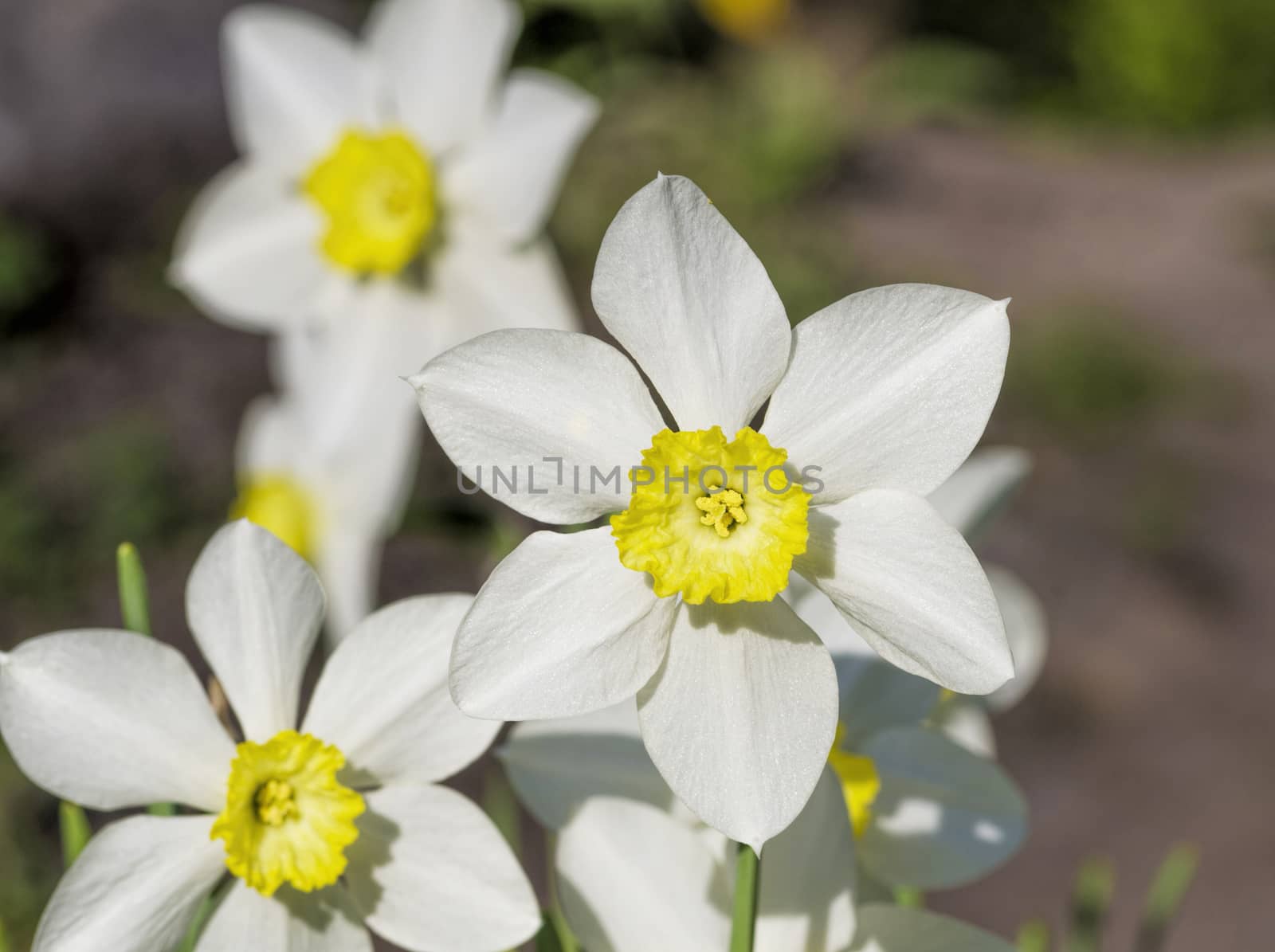 large white daffodil with a yellow core is growing in the flowerbed