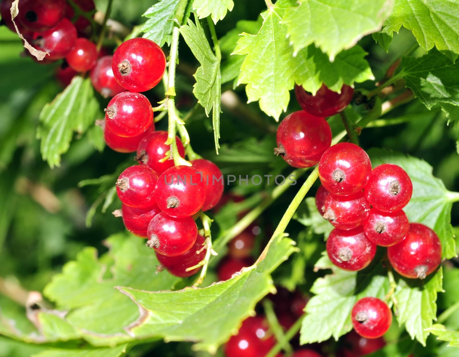 redcurrant bush with many hanging currant among the emerald green leaves