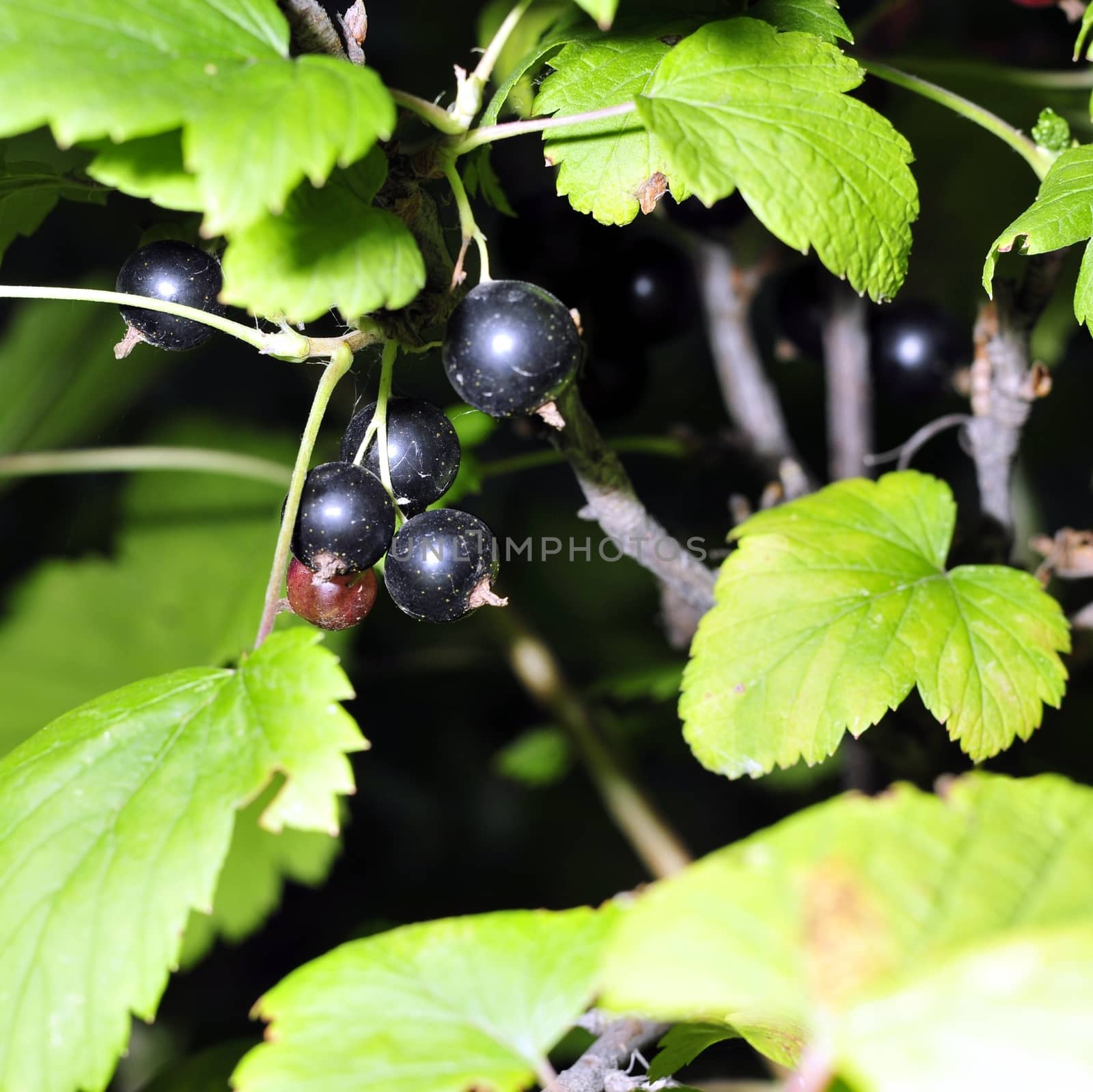 black currant on a branch among green leaves