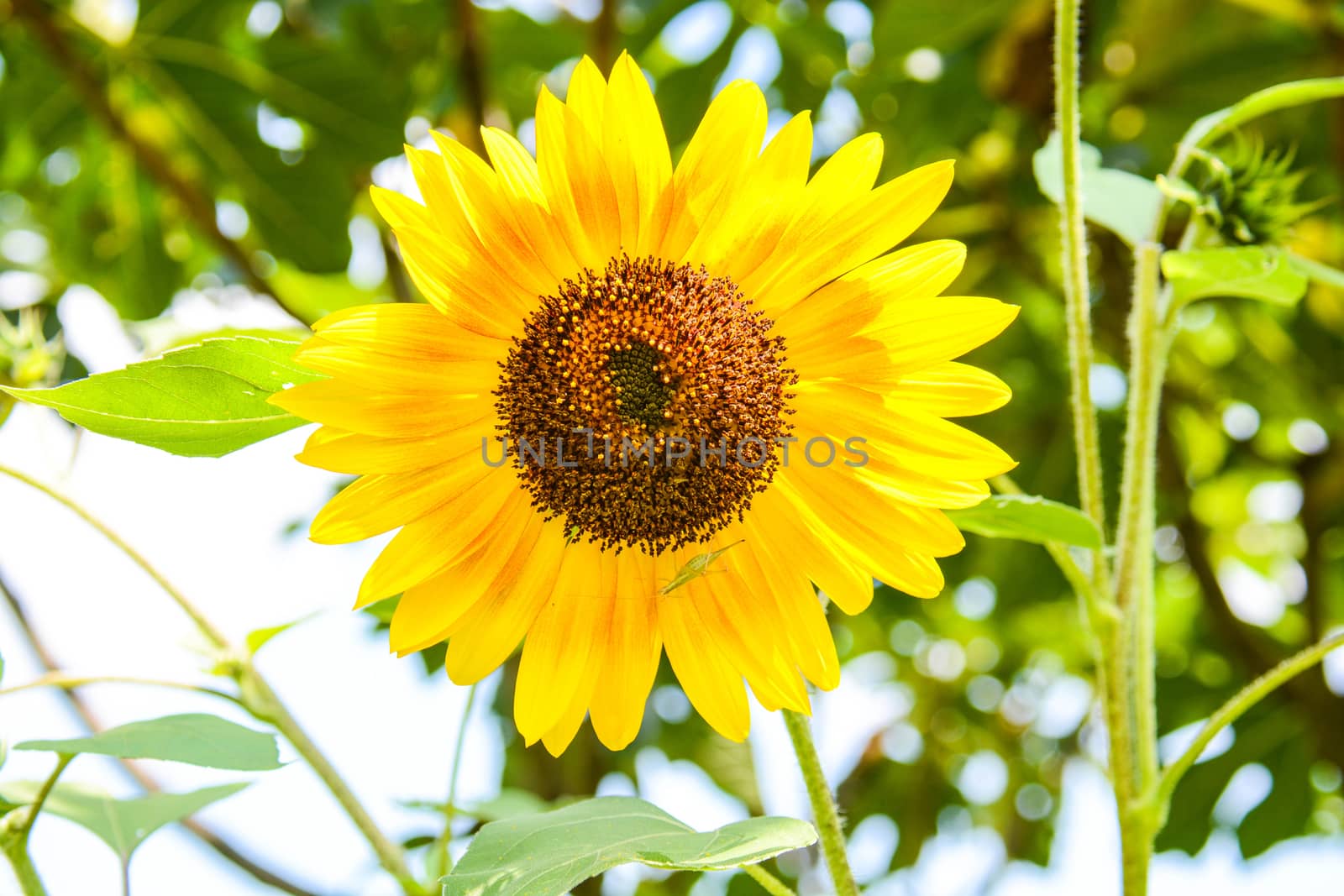 sunflower with cricket by iacobino
