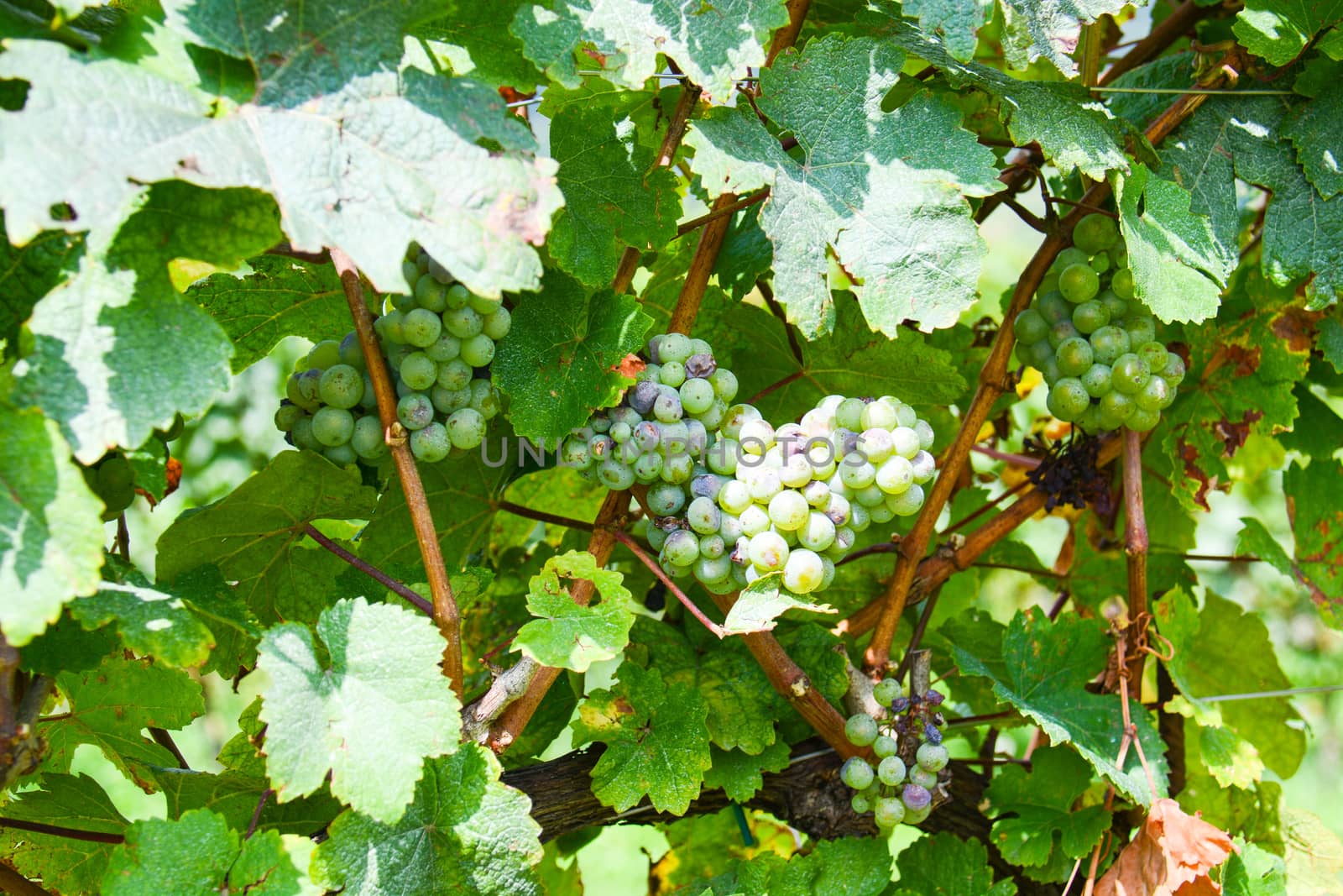 italian mountain vineyard and organic grapes
