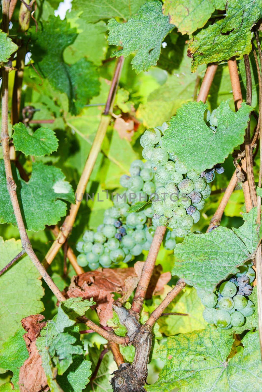 italian mountain vineyard and organic grapes