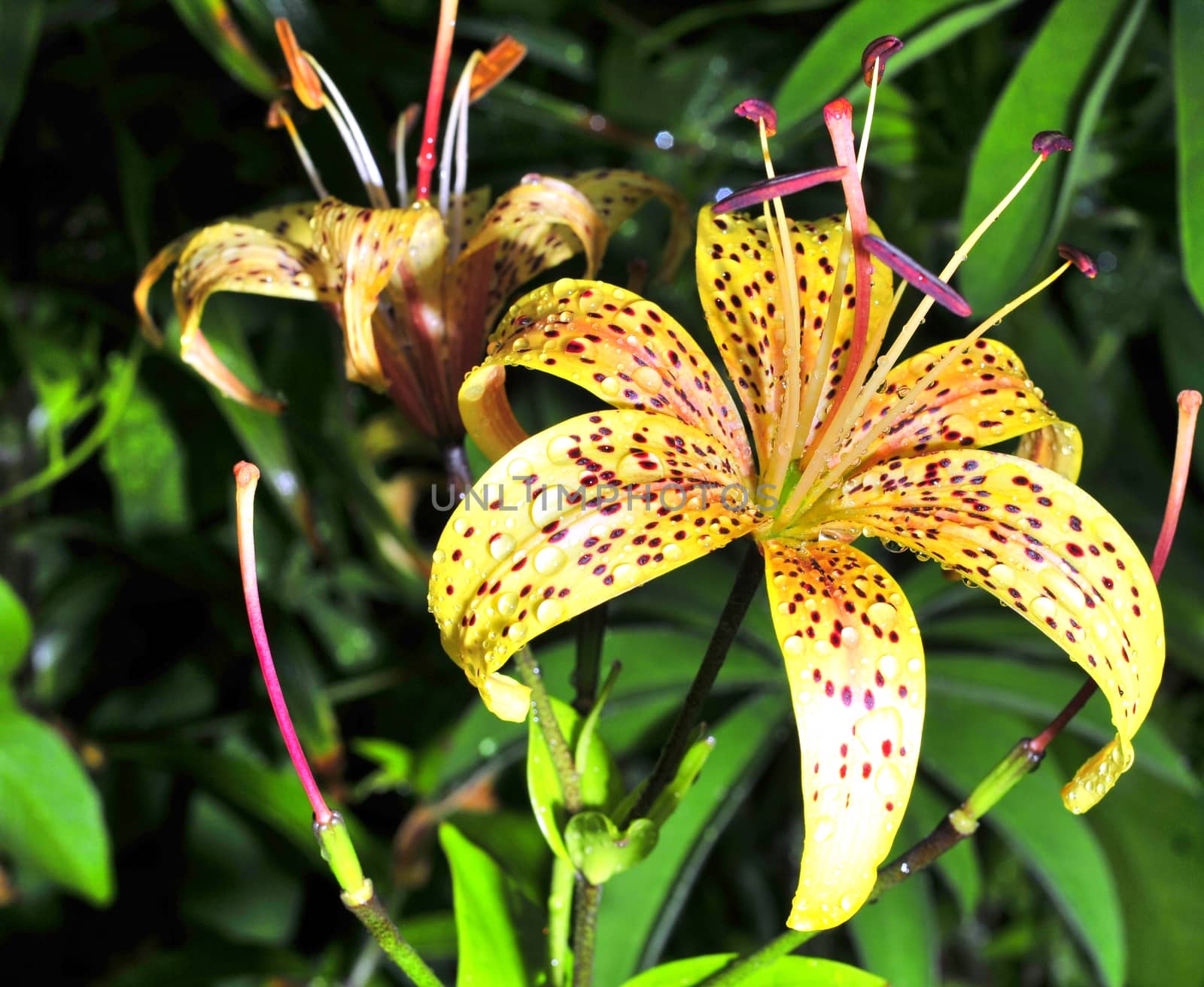 yellow tiger lilies with rain drops in garden