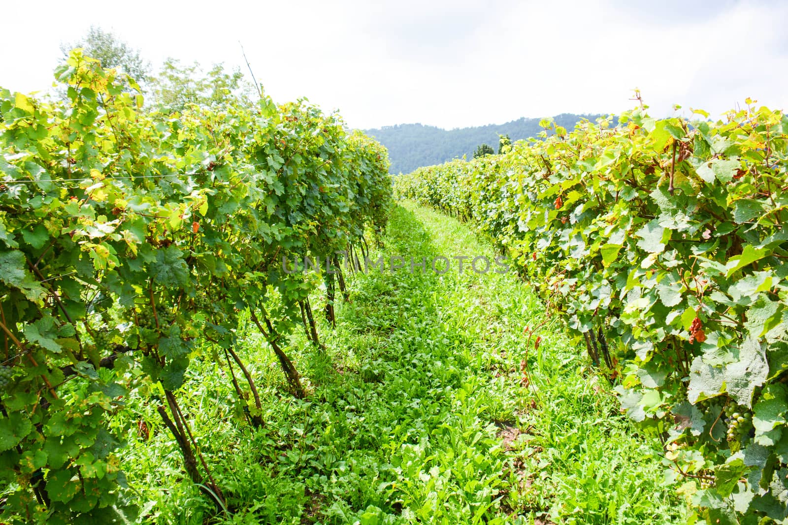 italian mountain vineyard by iacobino