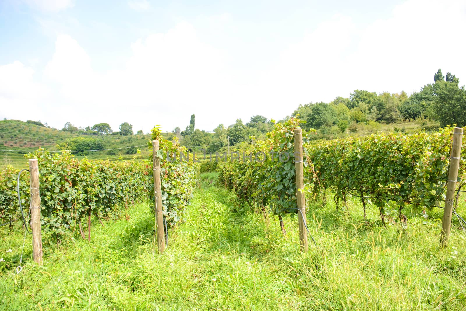italian mountain vineyard by iacobino