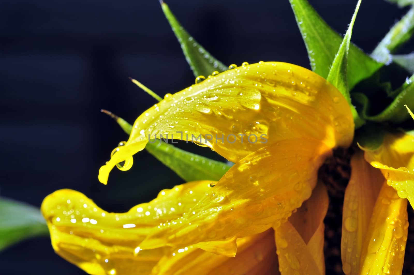 rain drops on the petals of a sunflower