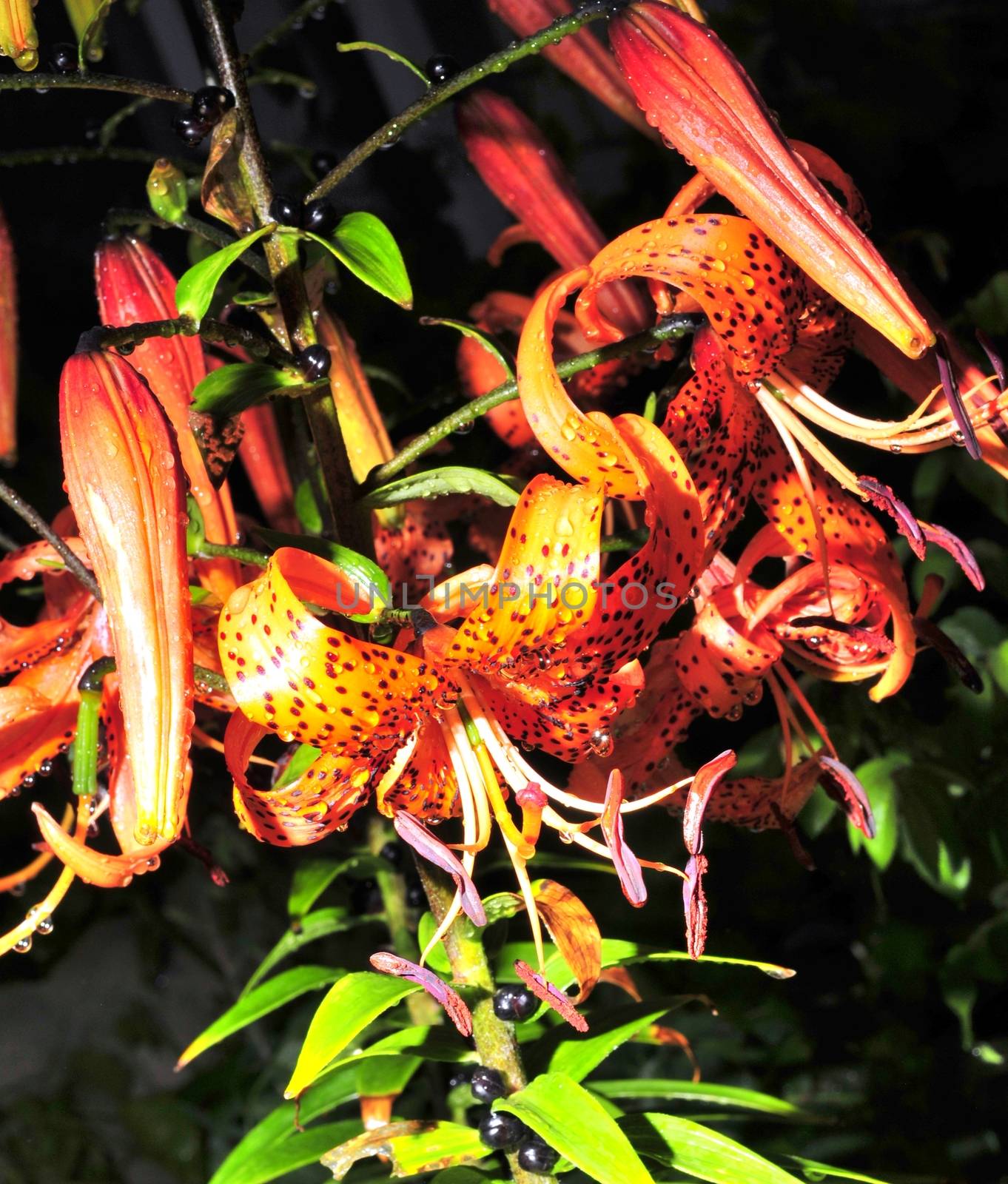 orange tiger lilies with rain drops in garden