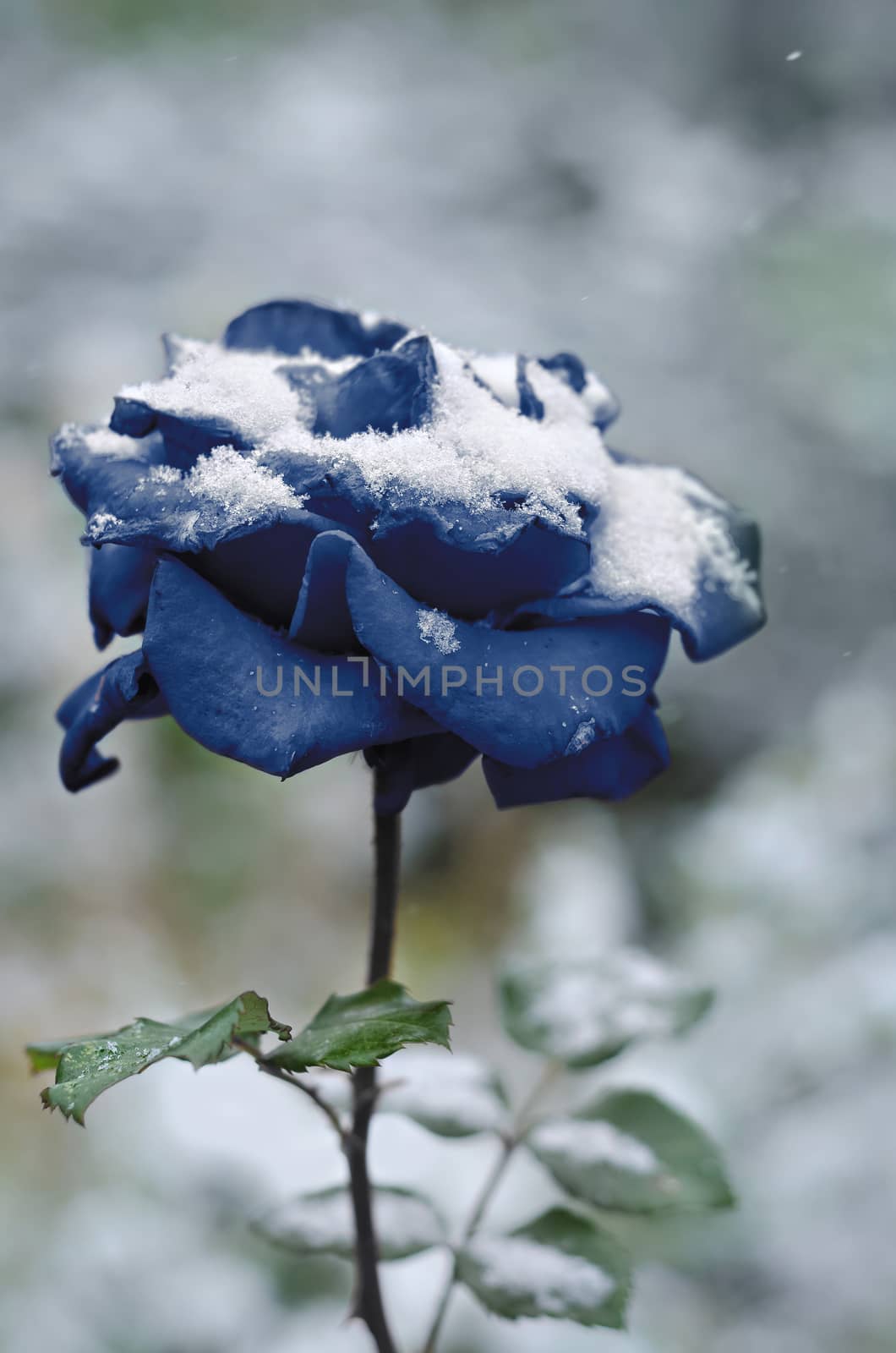 Blue rose on snow background colorful bokeh. Toned, selective focus.
