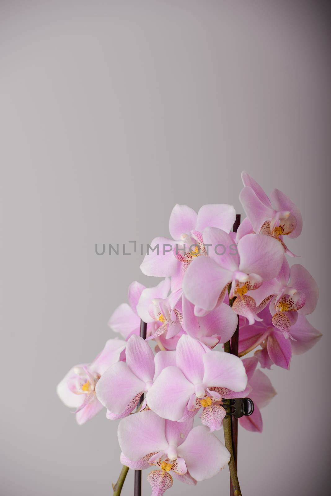 pink orchid flowers by Brejeq