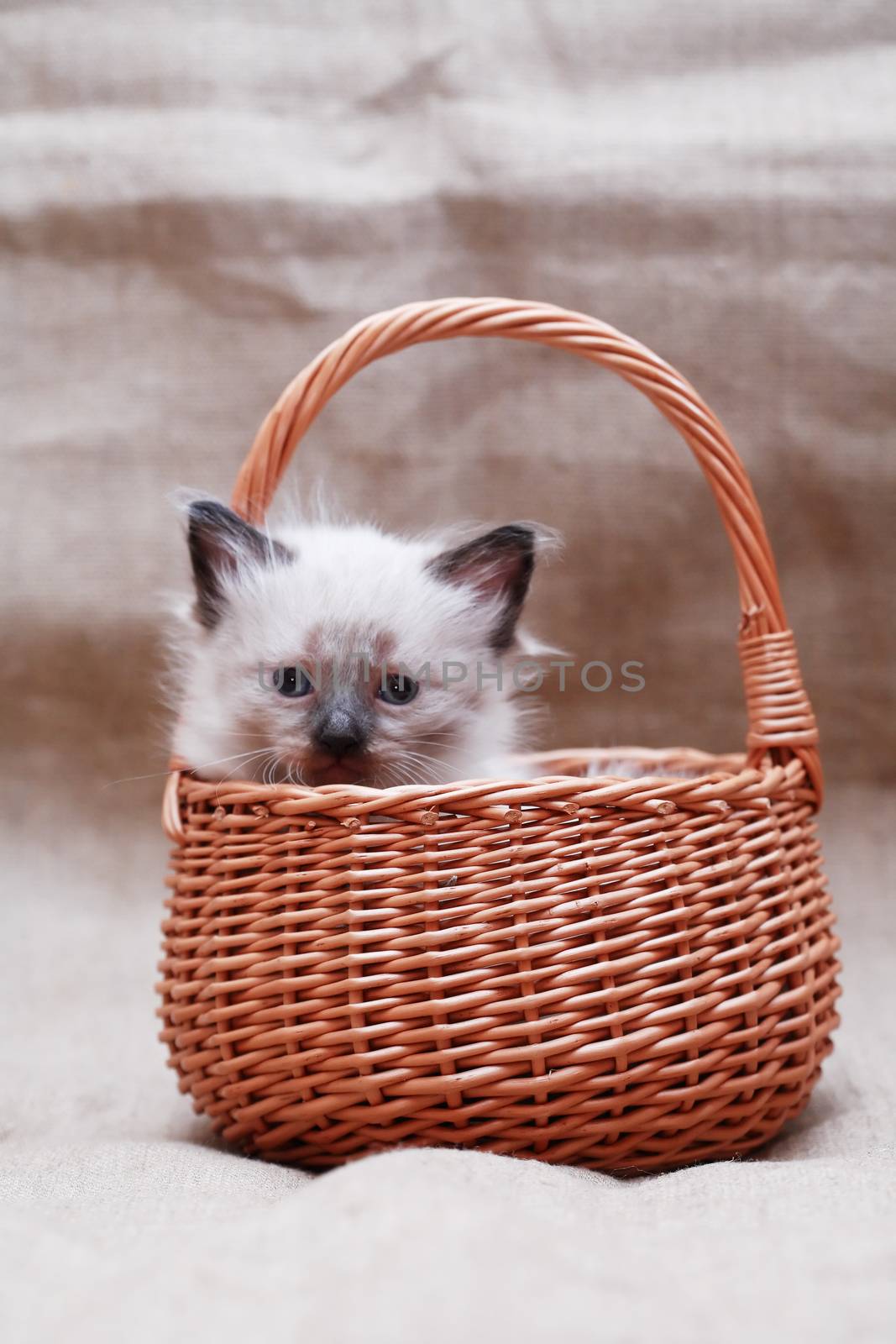 Nice small kitty in wicker basket on canvas background