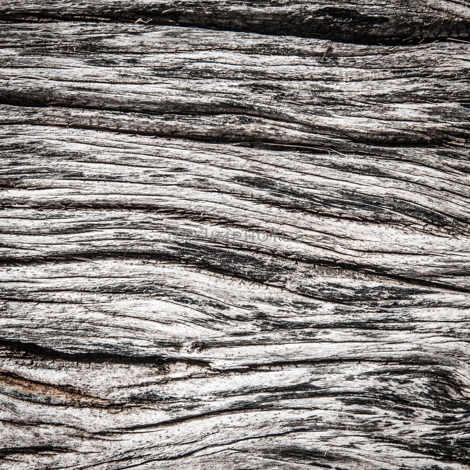 Pattern of old weathered gray wood close up