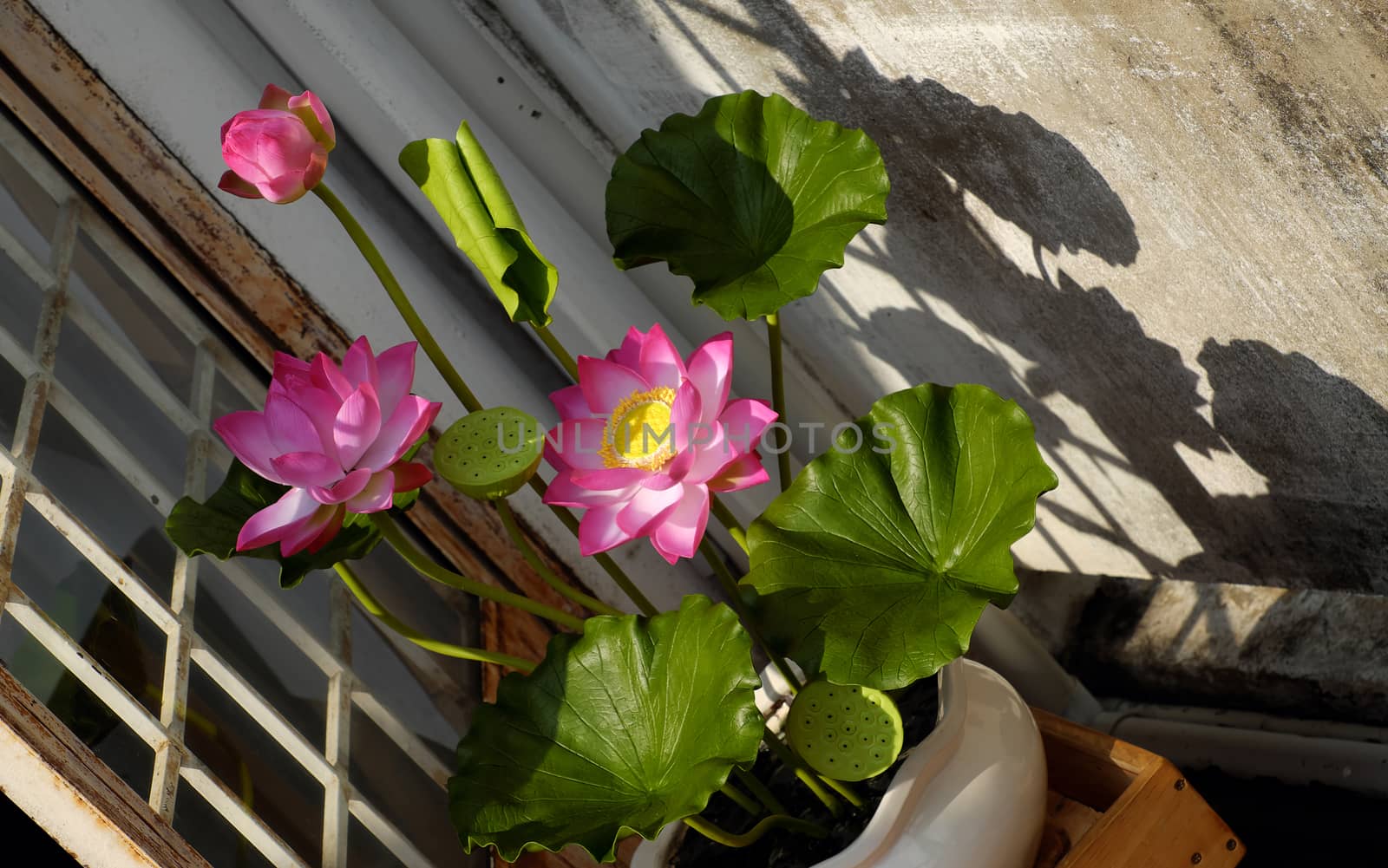 Artificial flower,  lotus flower from clay by xuanhuongho