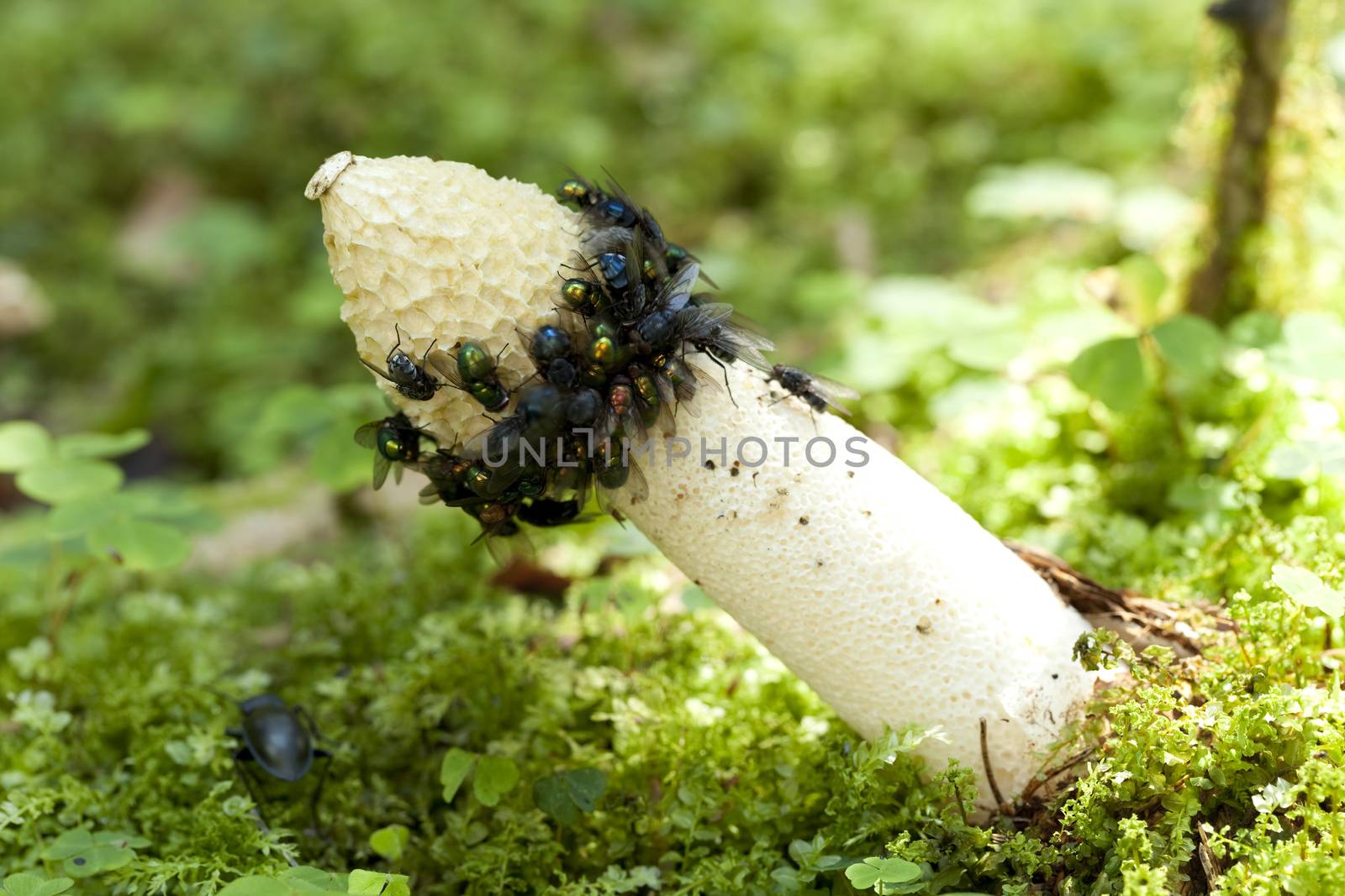 stinkhorn and of fly by dabjola