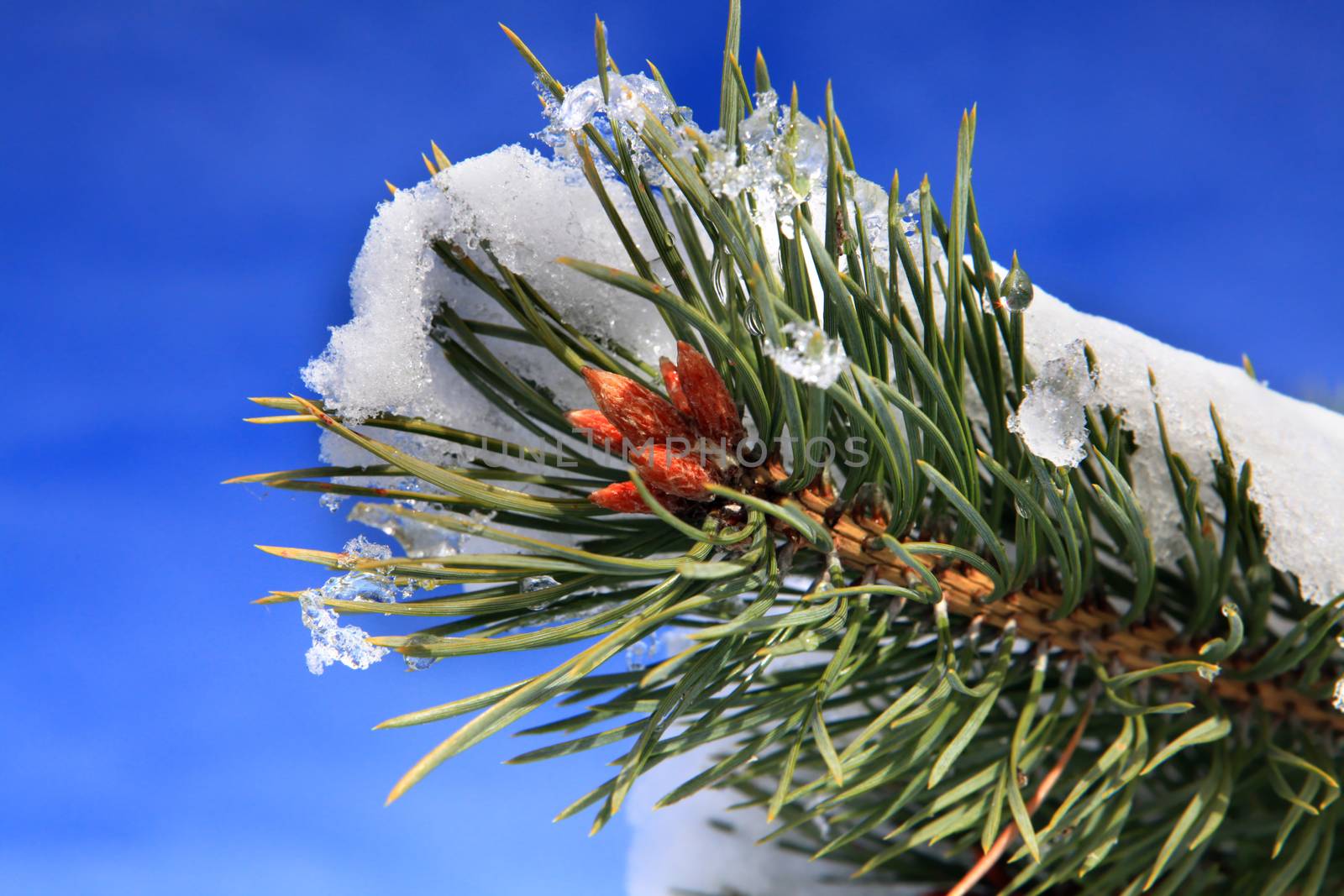 part of fir tree with snow in January by ssuaphoto