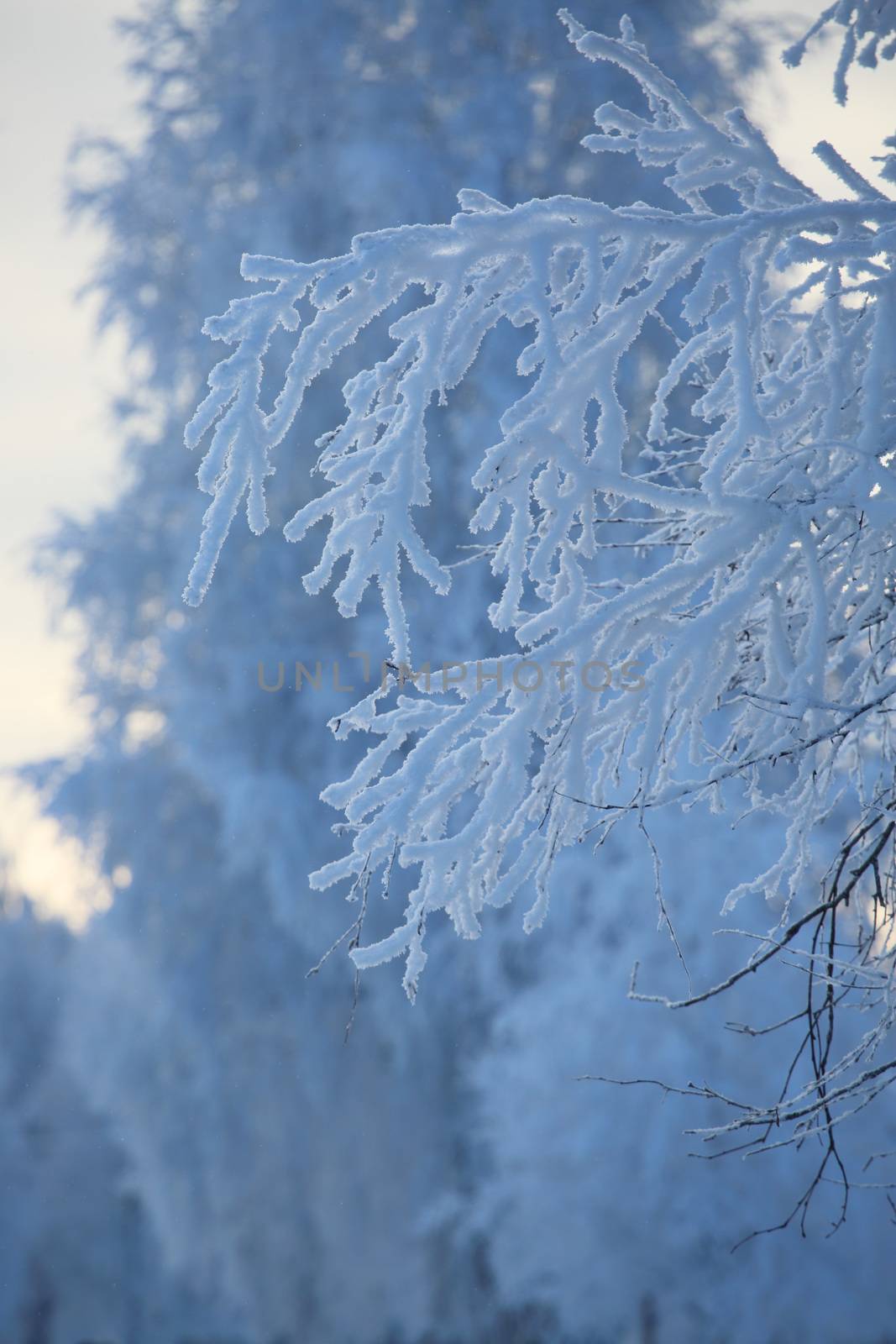 Hoarfrost on the trees in cold winter forest over blue sky background
