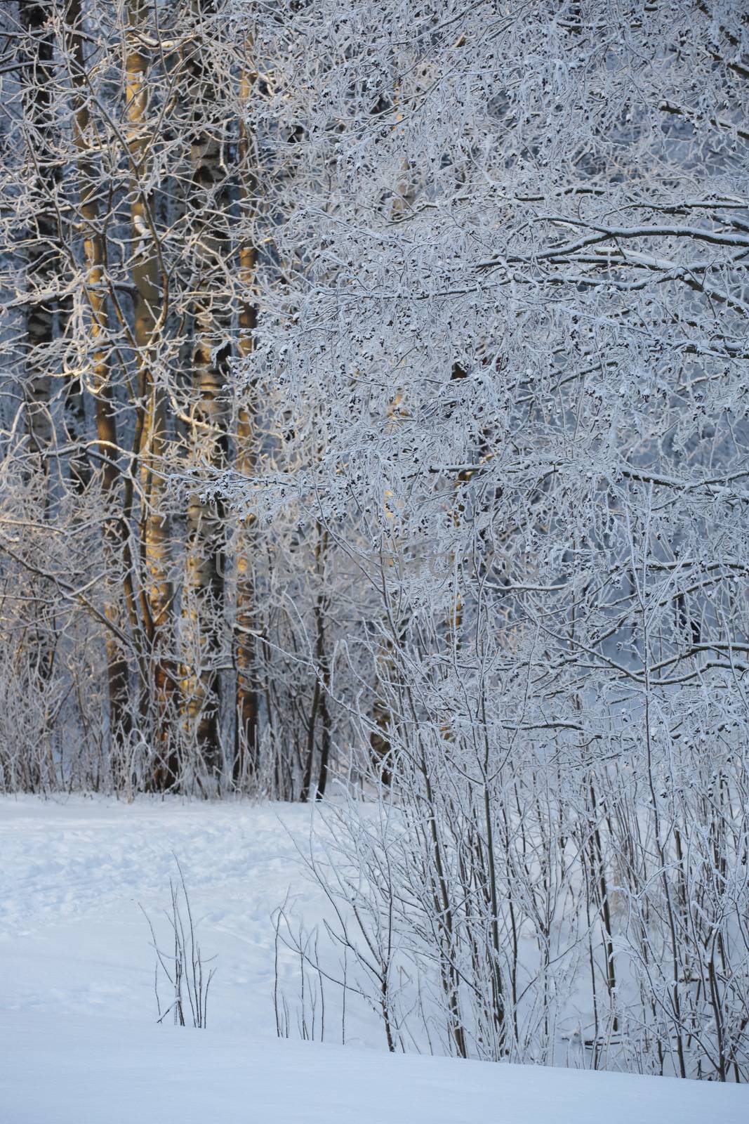 Beautiful winter forest by destillat