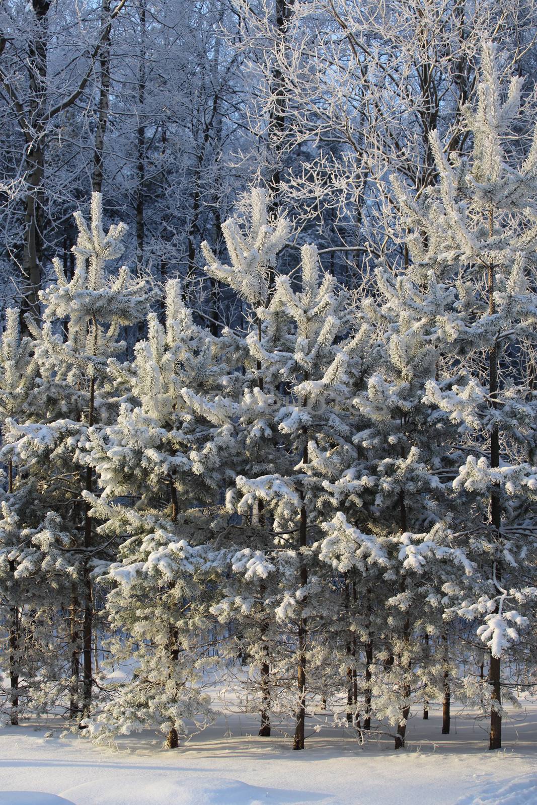 Beautiful landscape of winter forest with hoarfrost on trees