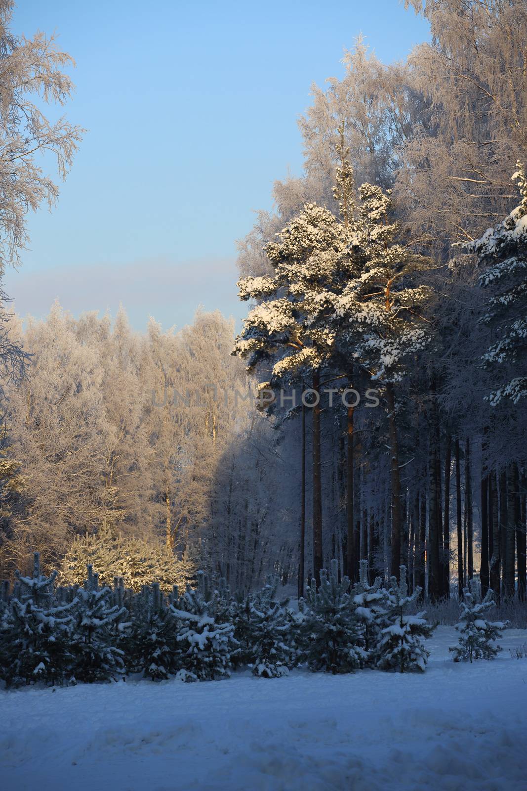 Beautiful winter forest by destillat
