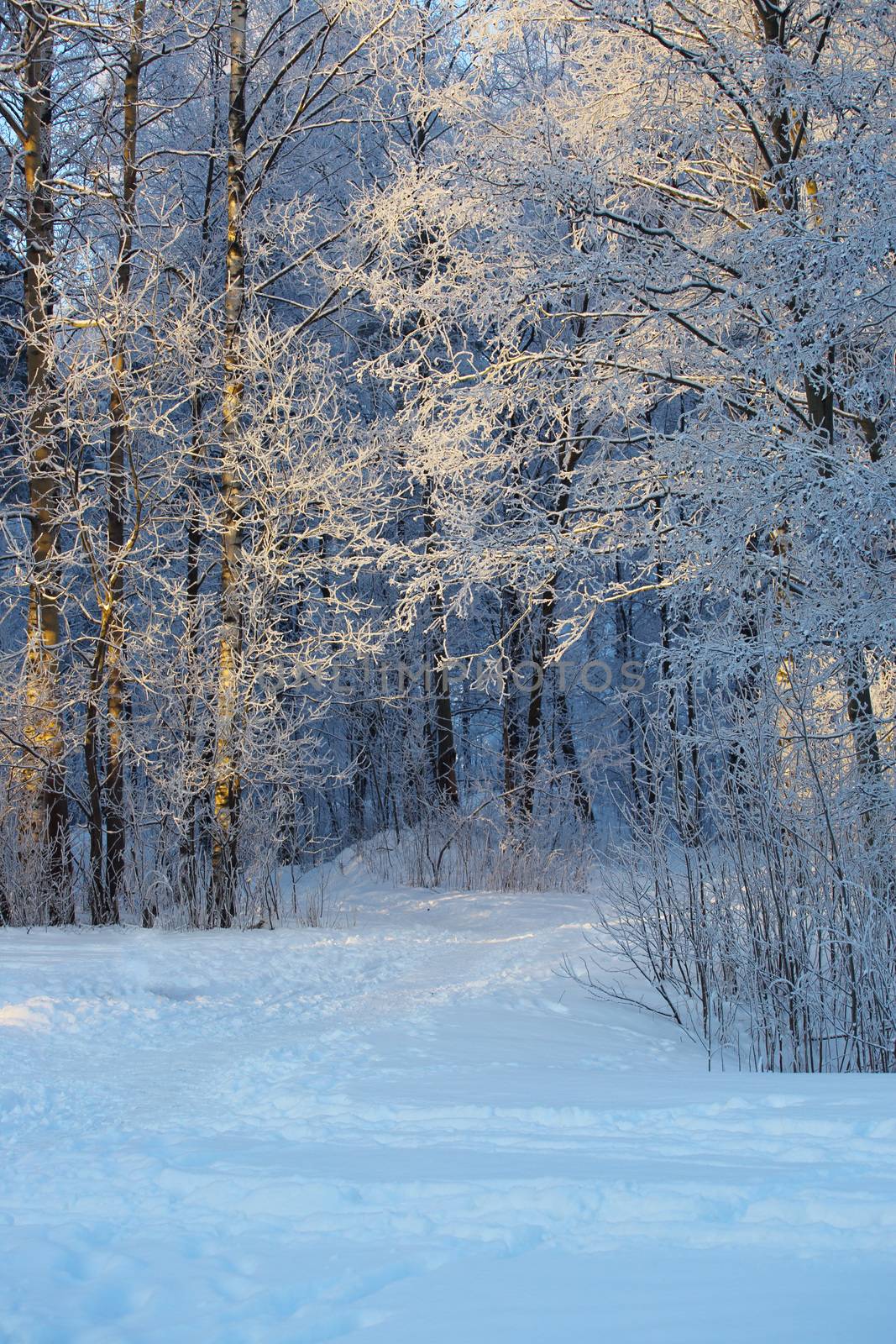 Beautiful landscape of winter forest with hoarfrost on trees