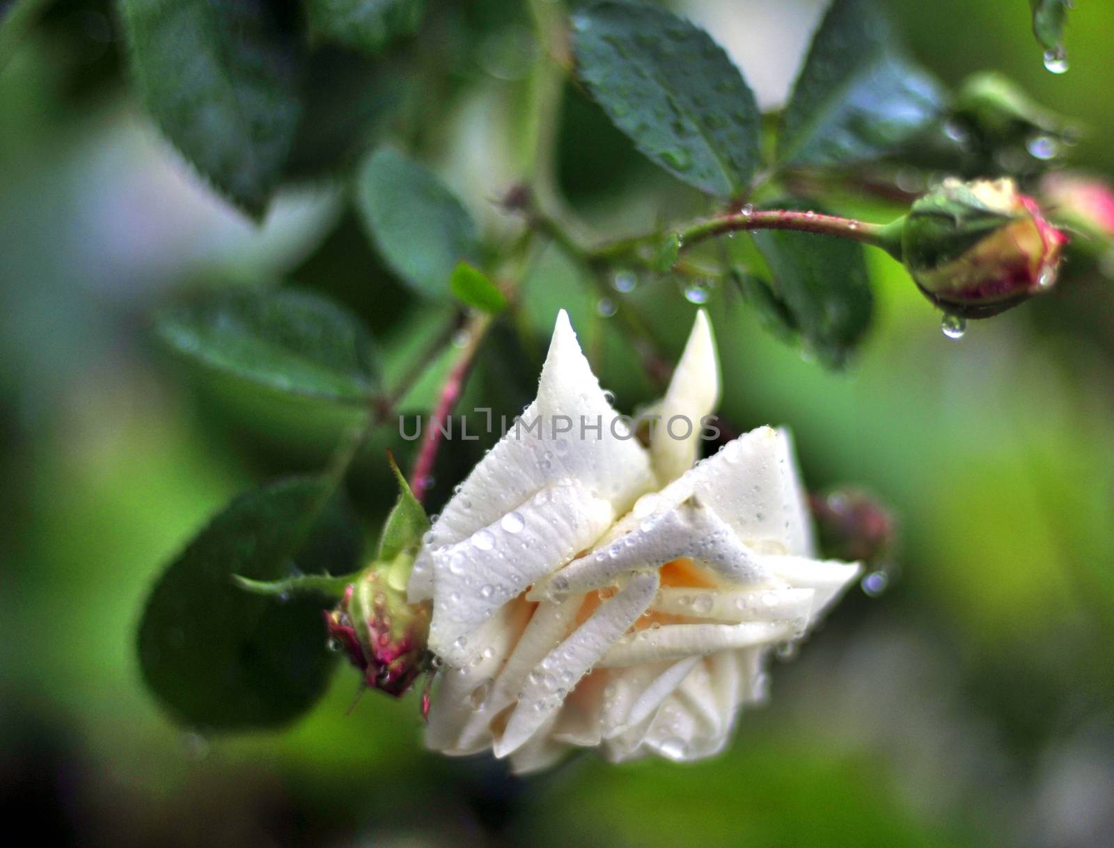 white rose with rain drops on the petals. by valerypetr