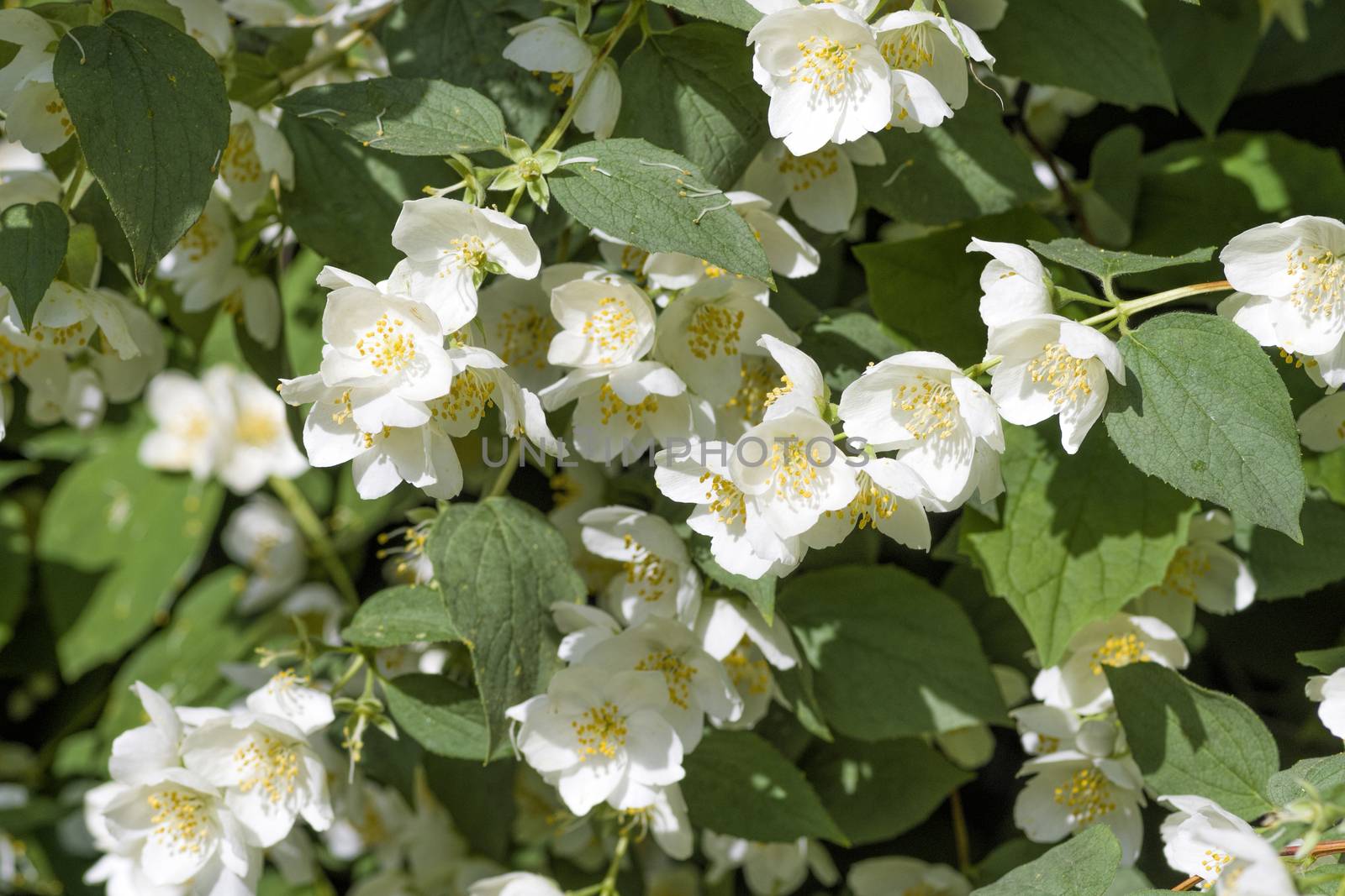 White jasmine flowers by vizland