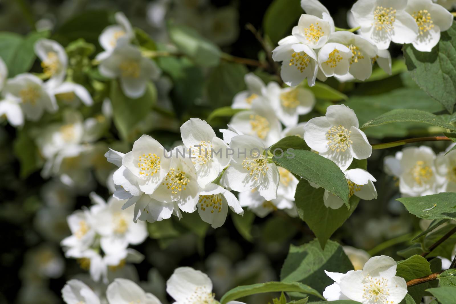 White jasmine flowers by vizland