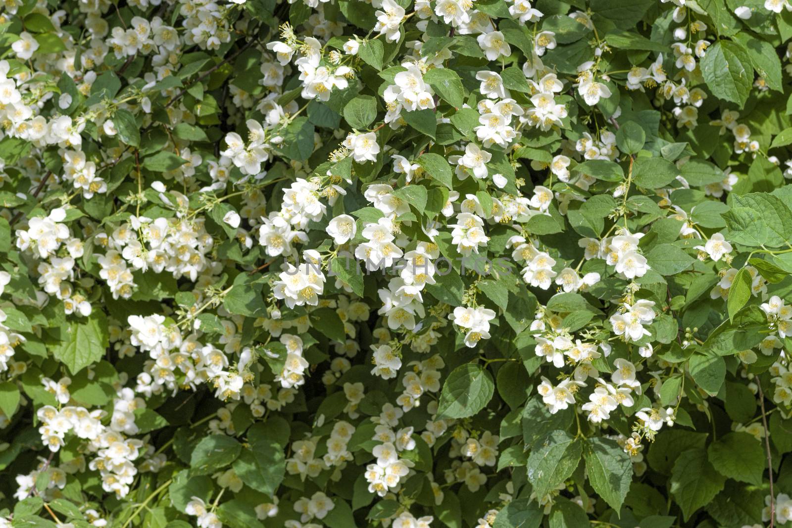 White jasmine flowers by vizland