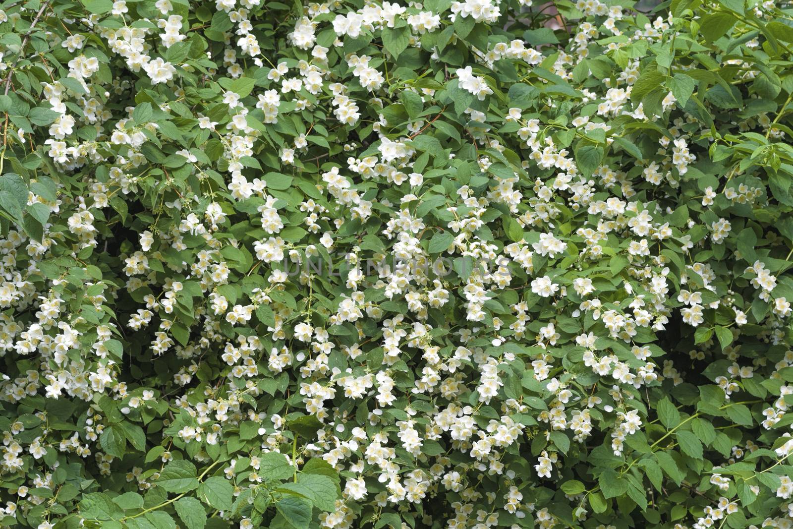 White jasmine flowers bloom in spring on a green bush