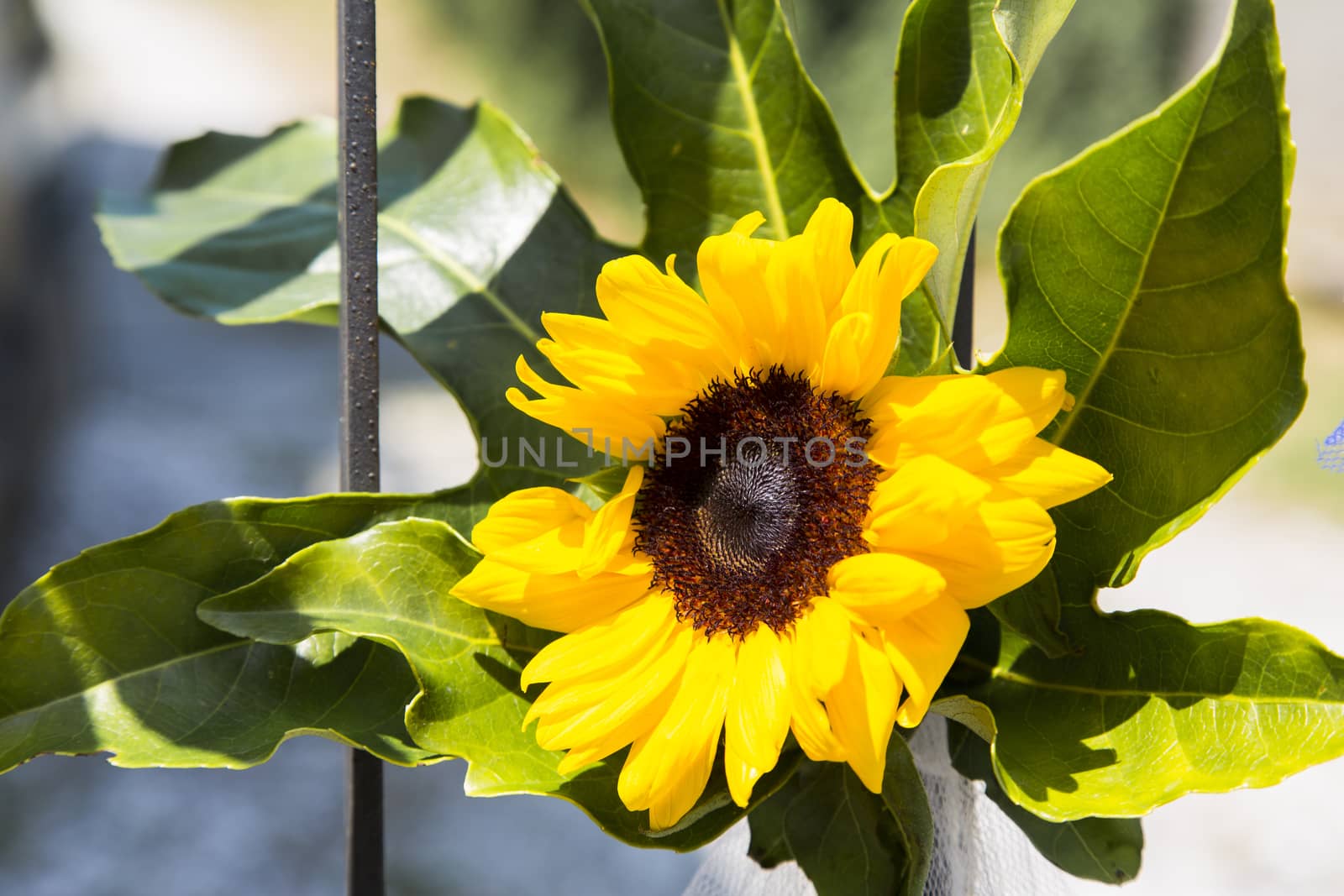 Close up view of a sunflower mounted on an iron gate