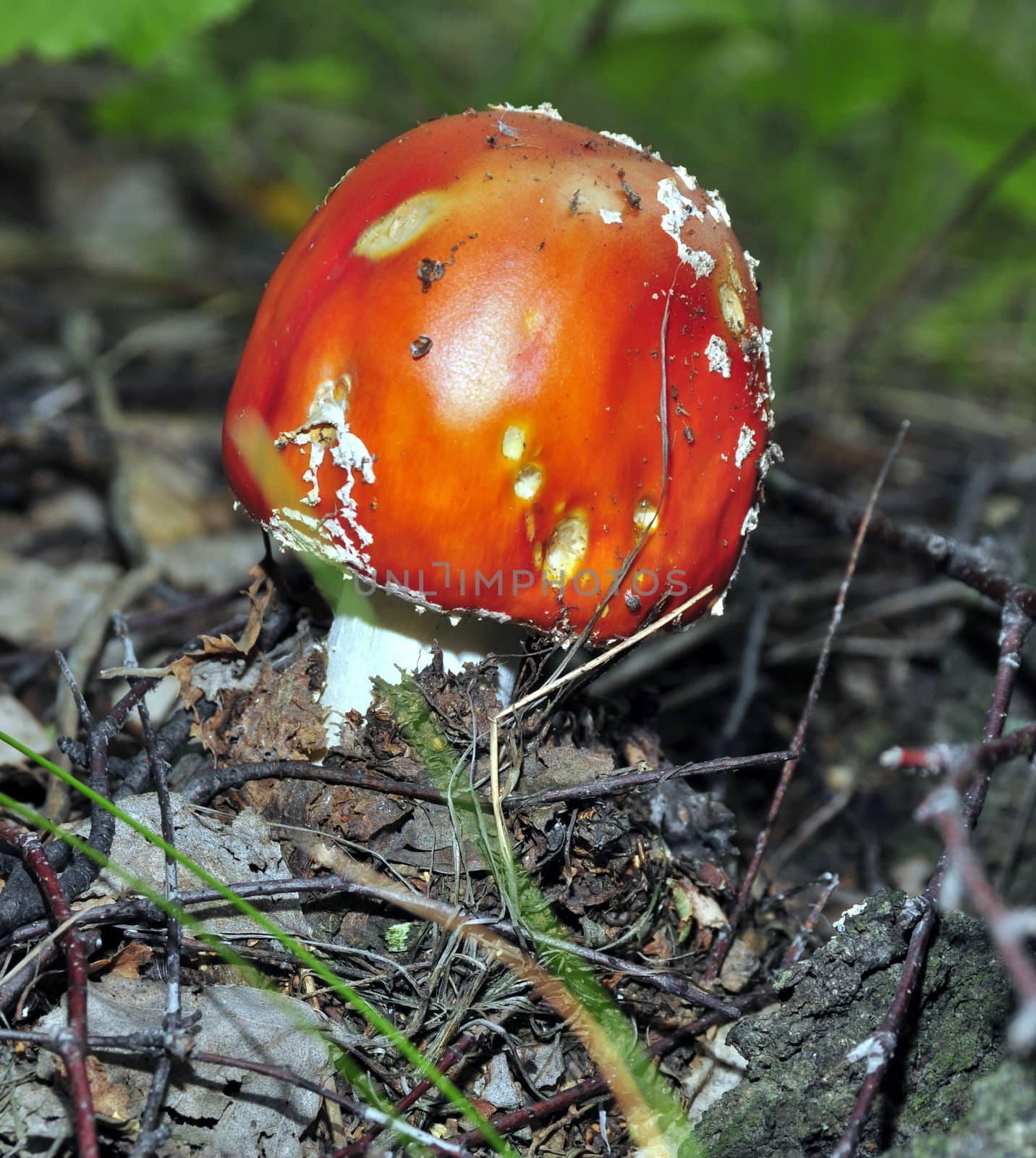 beautiful spotted red mushroom in a forest glade by valerypetr