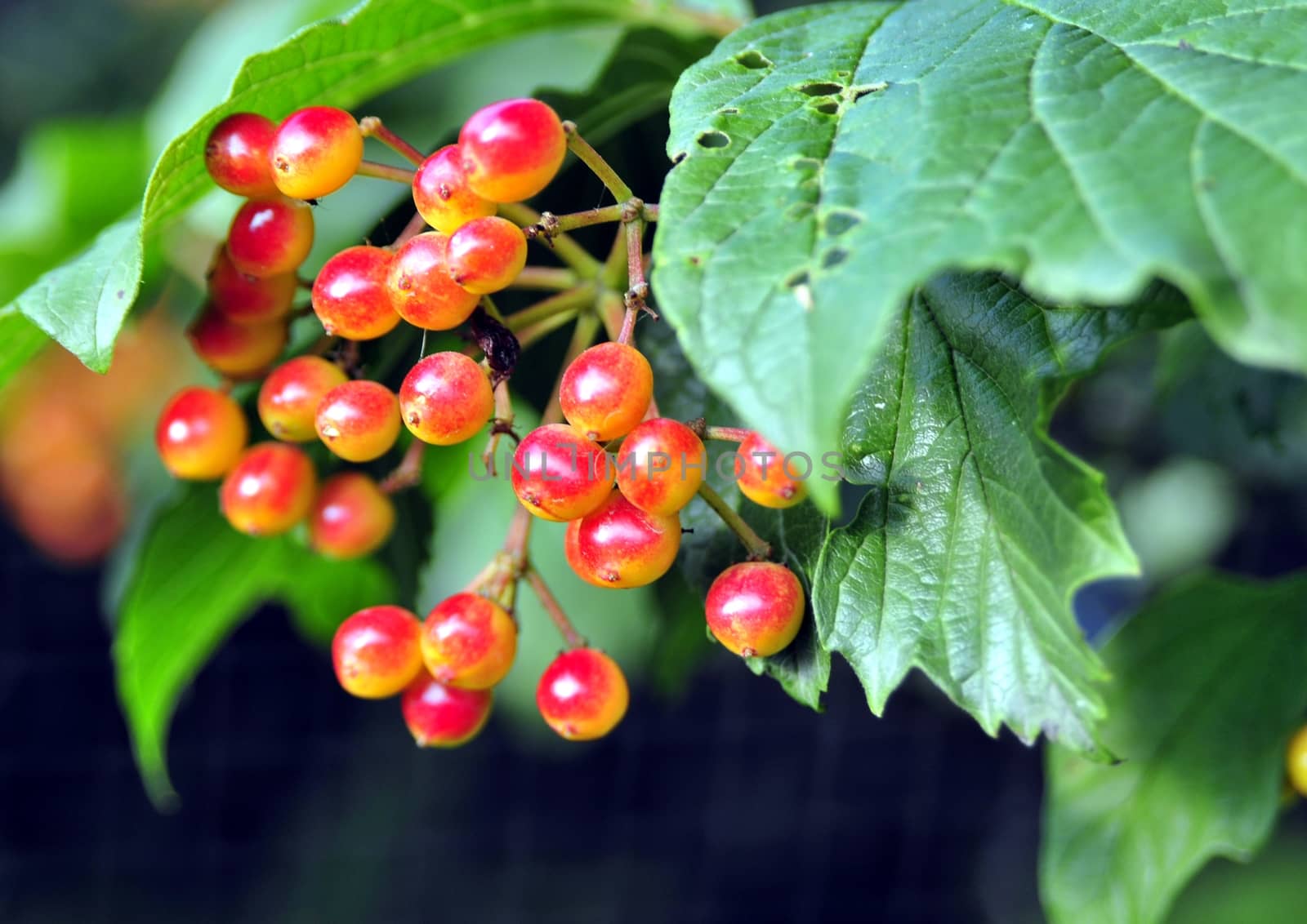 Close focus on orange hawthorn berry hanging on bench with blurry focus green background.