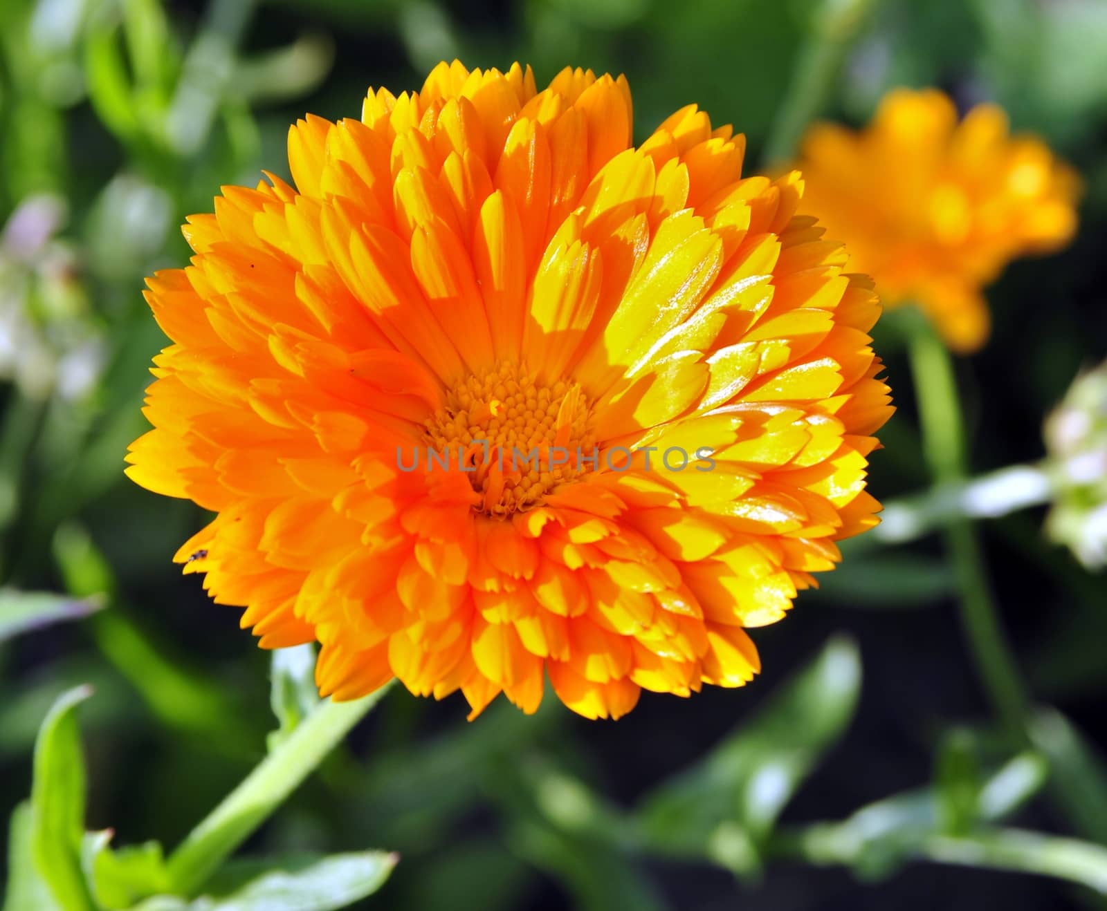 Sunny bright yellow flower among the emerald greens