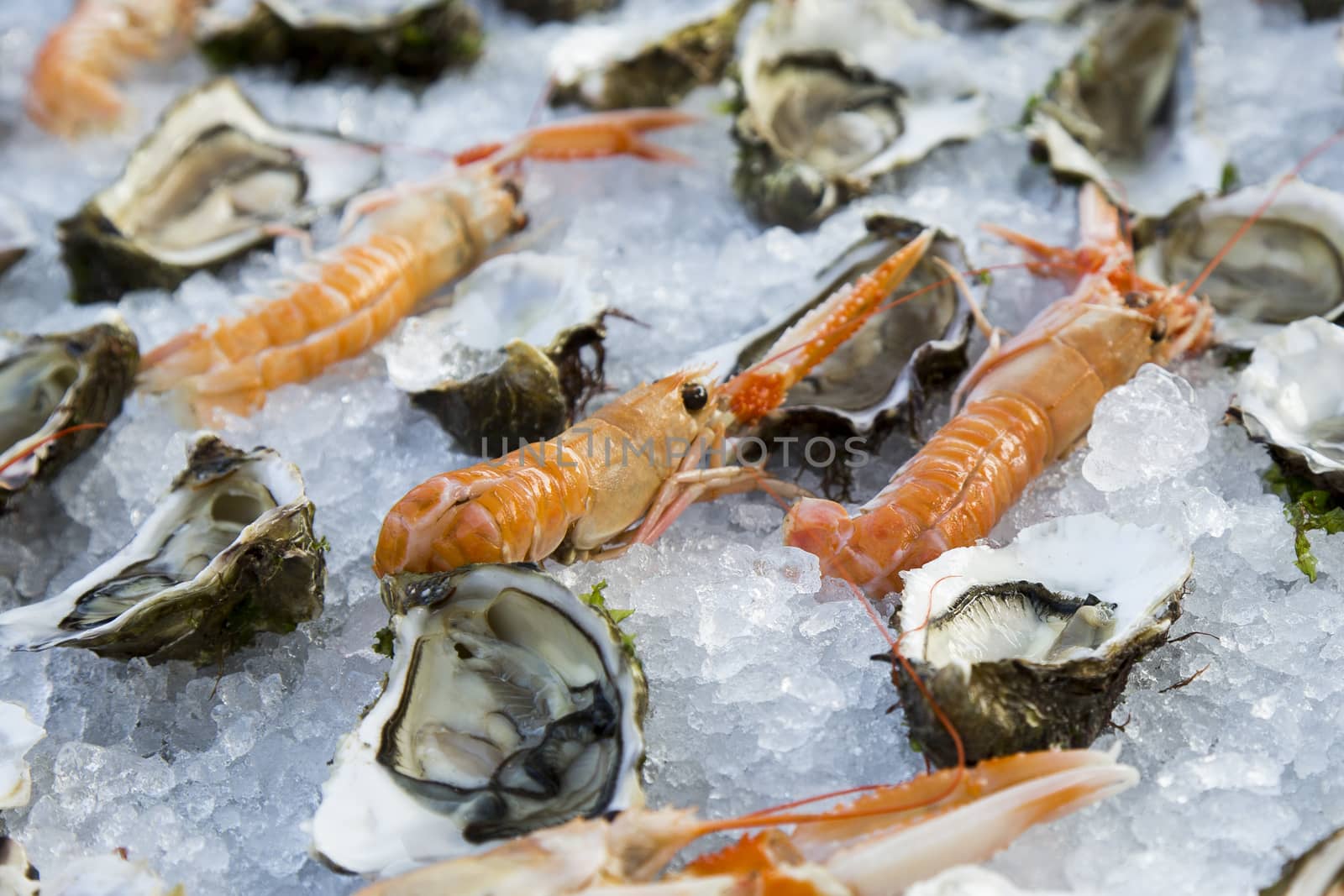 Shrimp and oysters by nicobernieri