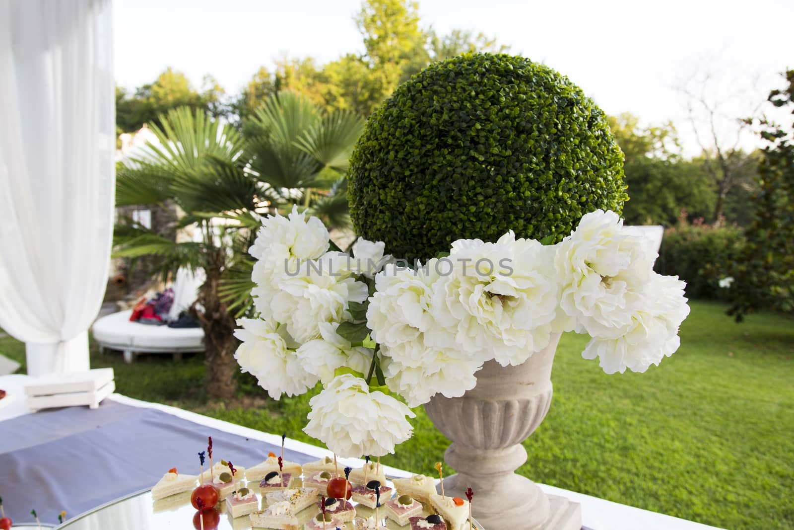 View of an ever green plant in a vase with white roses