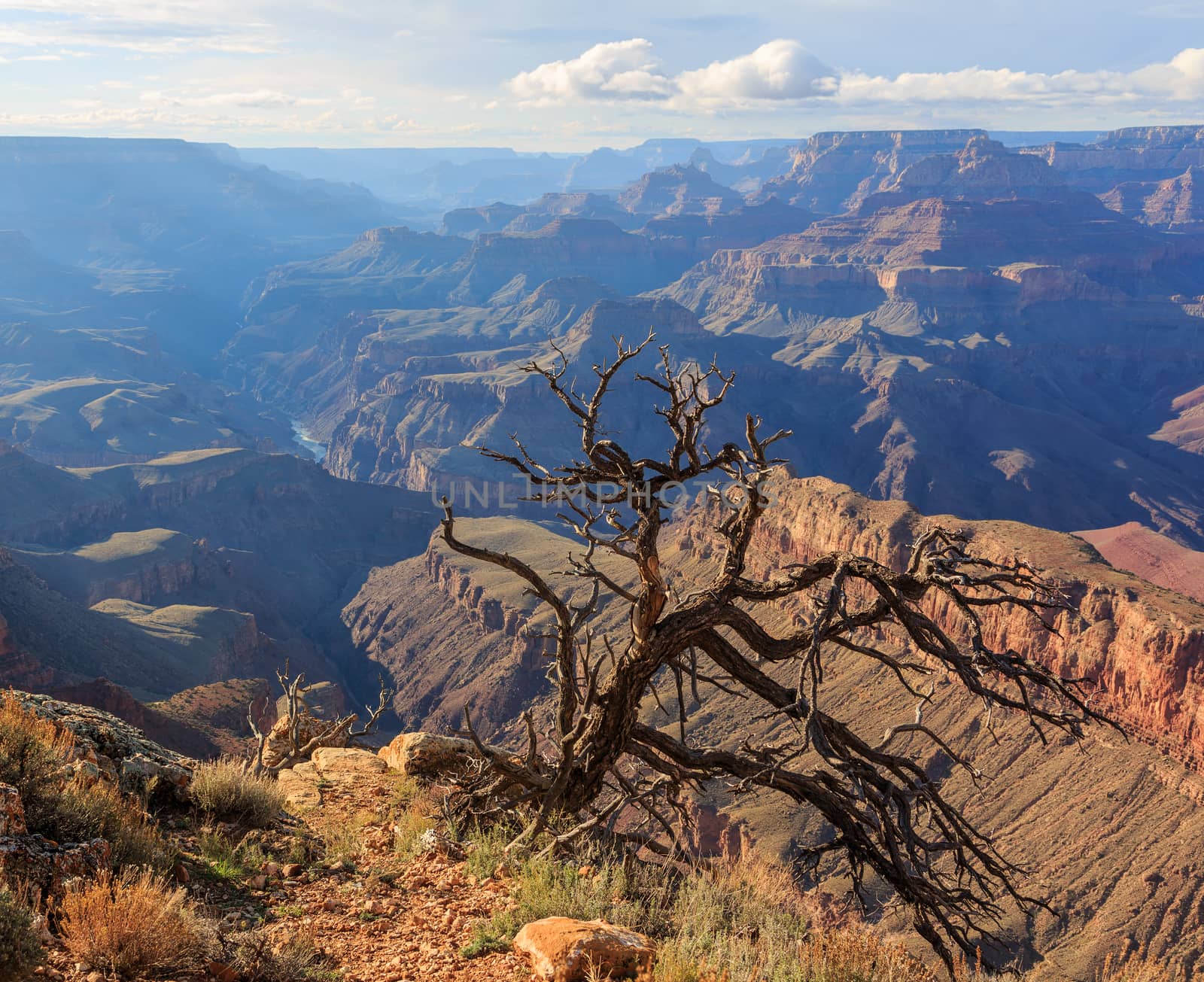 Dead dry tree on the Grand Canyon cliff, Arizona, United States