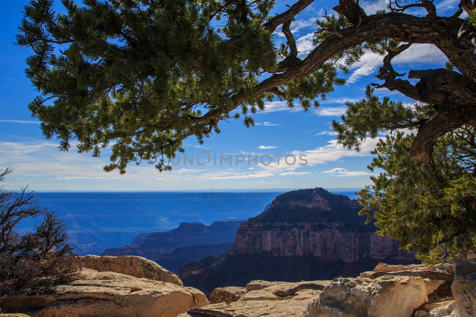 Beautiful Landscape of Grand Canyon from North Rim, Arizona, Uni by dpetrakov