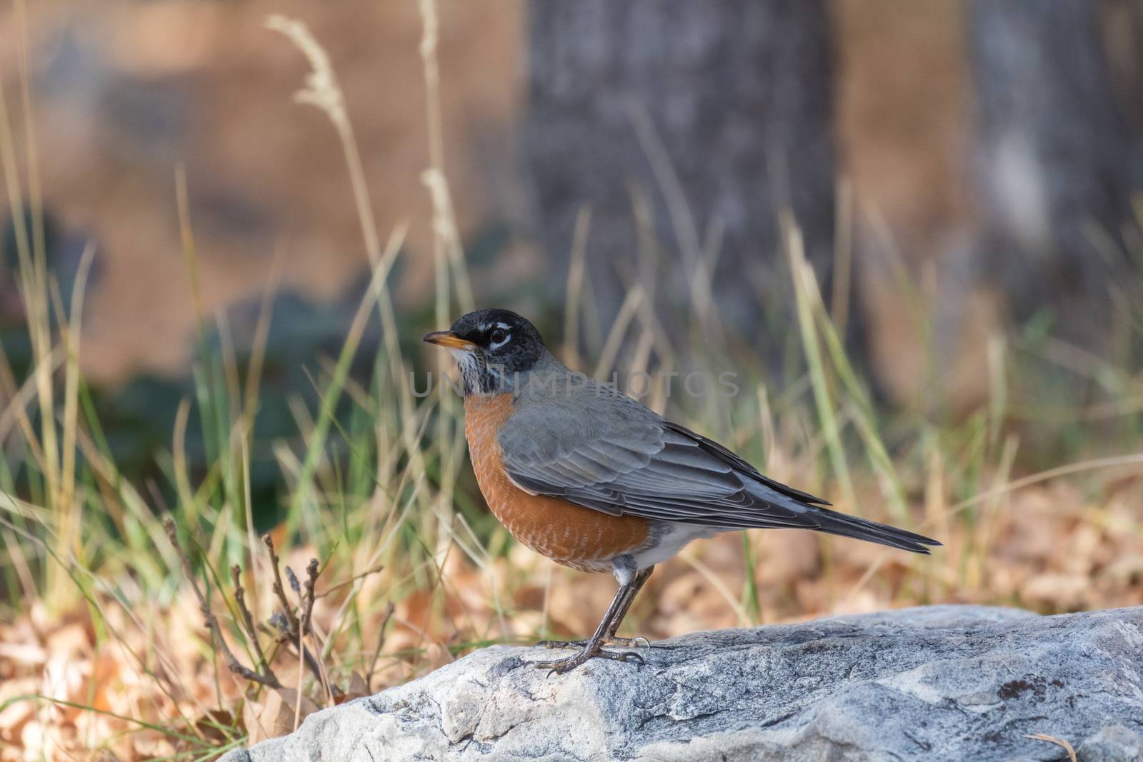 A closeup view of a red-breasted American Robin in the late autumn on a background of fallen leaves. Arizona, US.