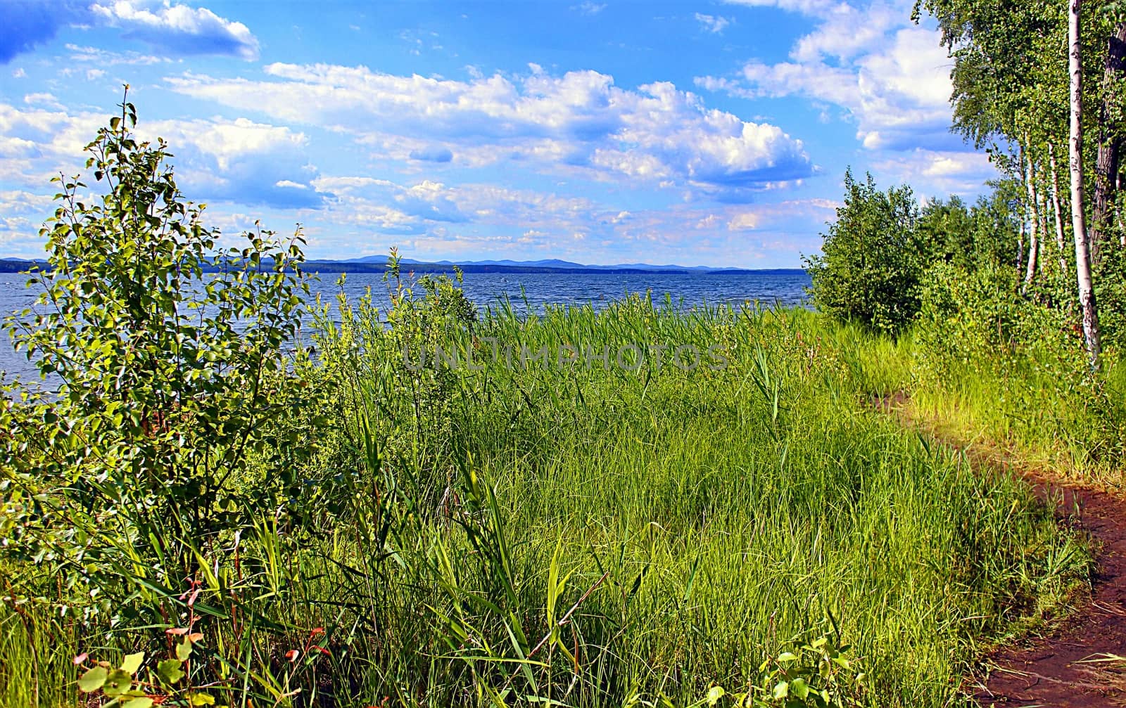 The shore of a lake in summer with green grass and trees